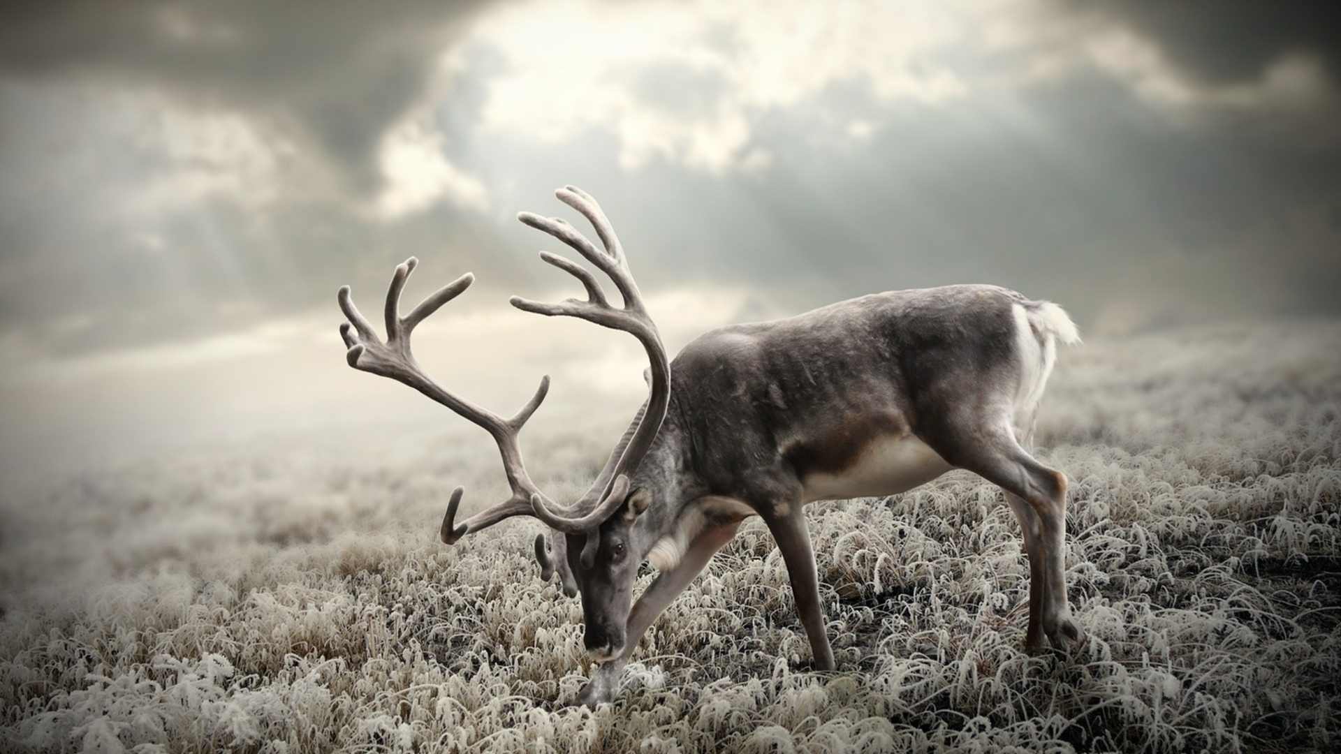 Download mobile wallpaper Animal, Deer for free.