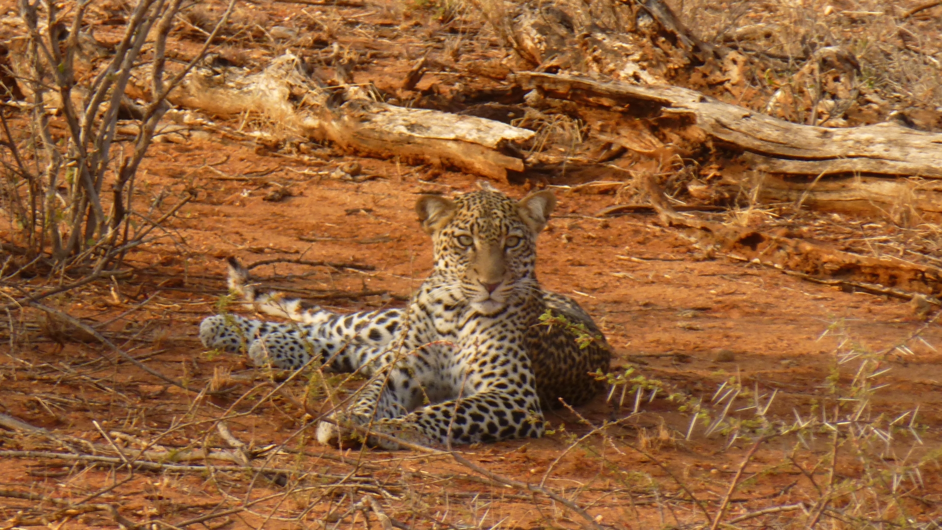 Baixe gratuitamente a imagem Animais, Gatos, Leopardo na área de trabalho do seu PC