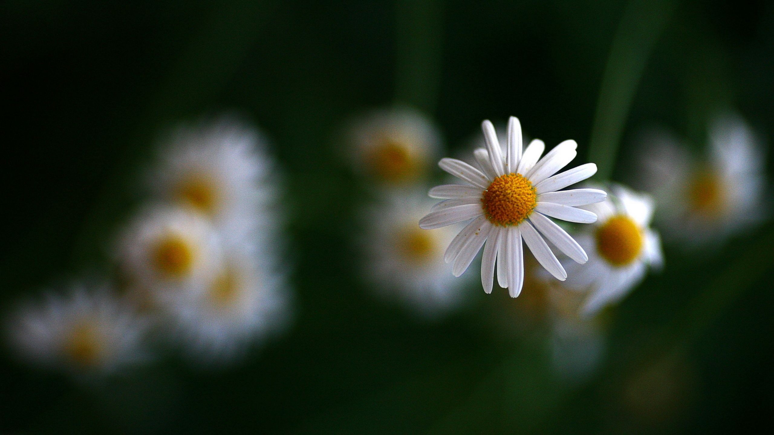 Download mobile wallpaper Camomile, Flowers, Smooth, Blur for free.