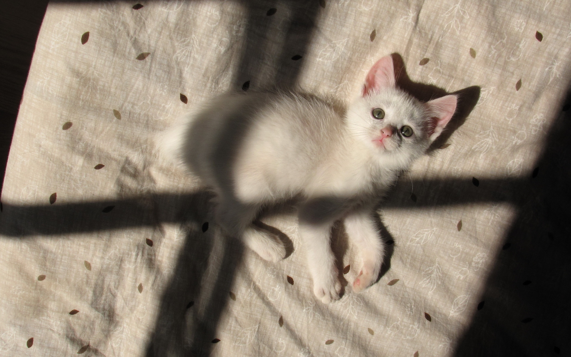 Laden Sie das Kätzchen, Katze, Katzen, Tiere, Süß-Bild kostenlos auf Ihren PC-Desktop herunter