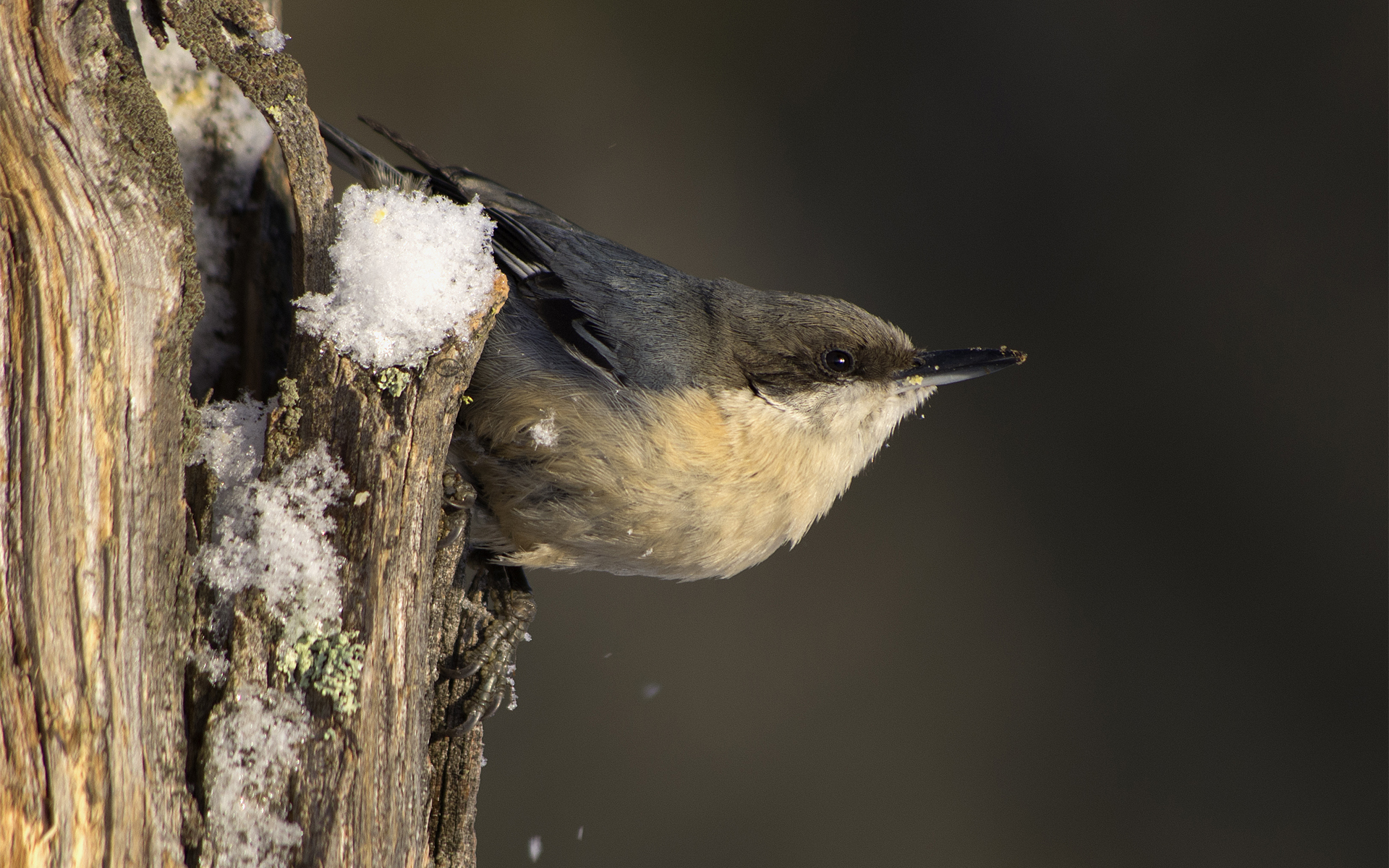 Baixar papel de parede para celular de Pássaro, Aves, Animais gratuito.