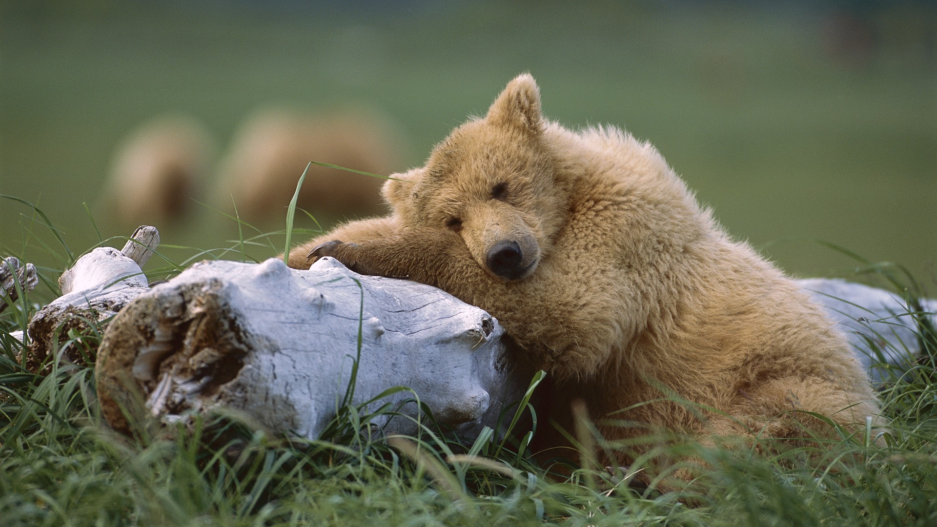 206628 télécharger l'image ours, animaux, grizzli, alaska, ours brun, mignon, parc national de katmaï, enregistrer, repos - fonds d'écran et économiseurs d'écran gratuits