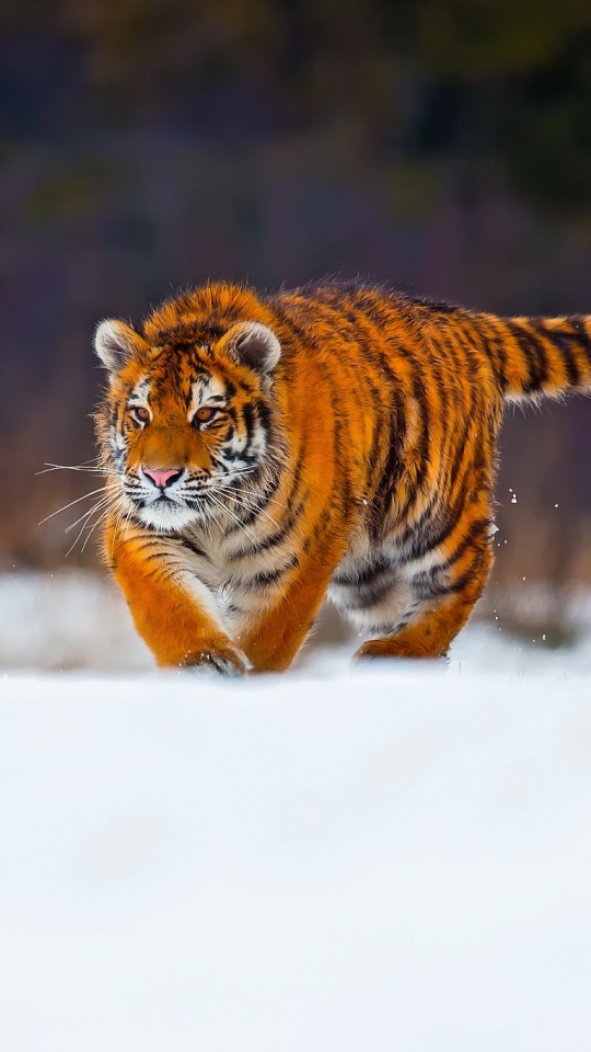 Download mobile wallpaper Cats, Snow, Tiger, Animal, Depth Of Field for free.