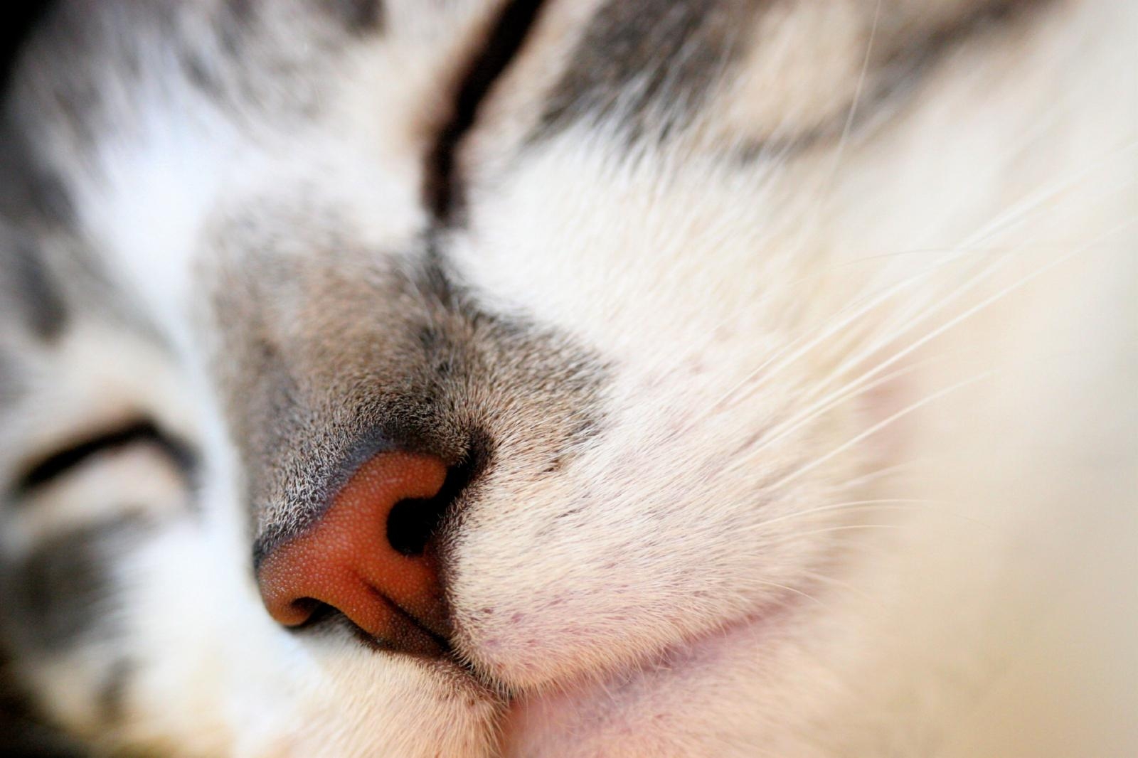 white, red, macro, cat, muzzle, grey, nose for android