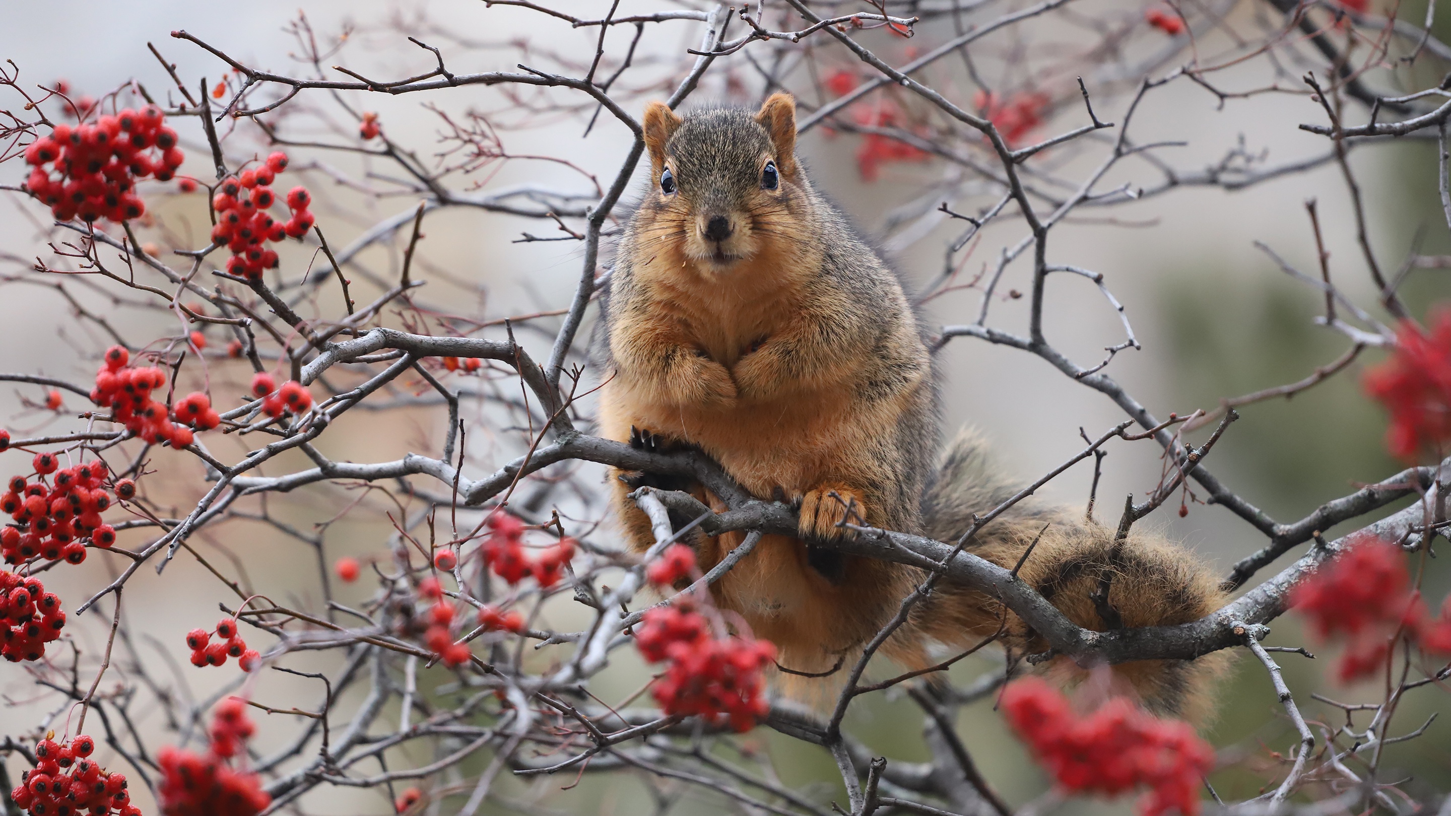 Download mobile wallpaper Squirrel, Berry, Animal, Rodent for free.