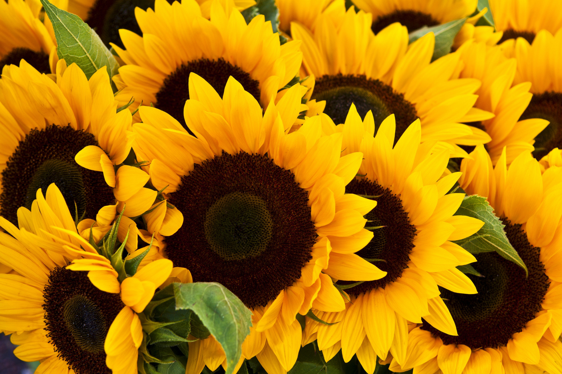 Download mobile wallpaper Flowers, Flower, Earth, Sunflower for free.