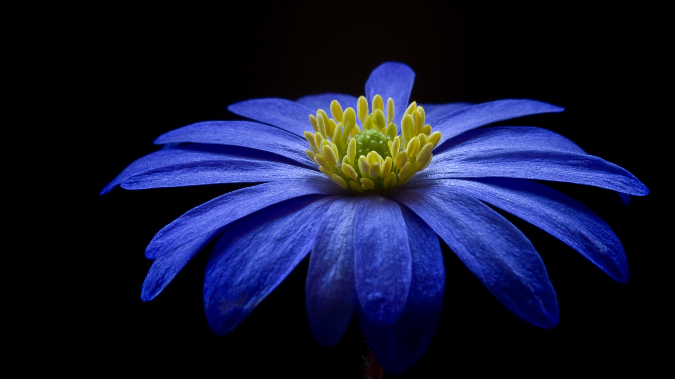 Download mobile wallpaper Daisy, Blue Flower, Close Up, Flowers, Flower, Earth for free.