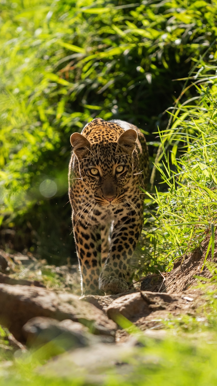 Handy-Wallpaper Tiere, Katzen, Leopard kostenlos herunterladen.