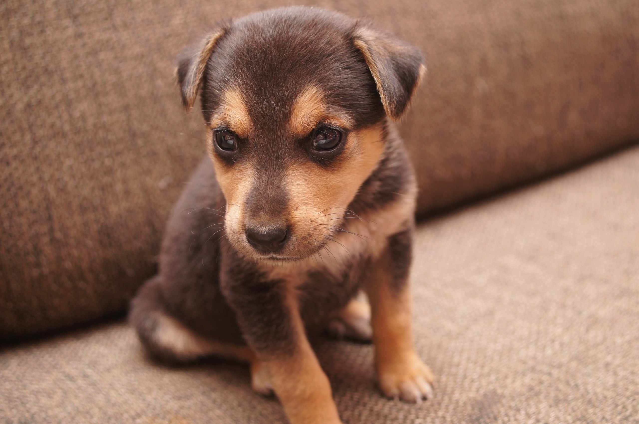 Baixar papel de parede para celular de Animais, Cães, Cão, Animal Bebê, Filhote gratuito.