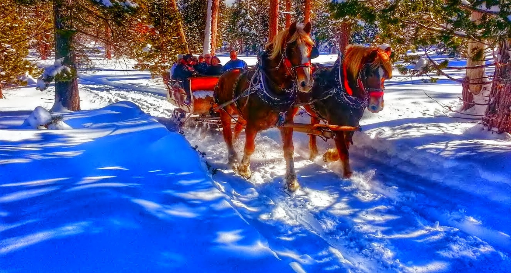 Download mobile wallpaper Winter, Snow, Tree, Earth, Horse, Sleigh, Photography for free.