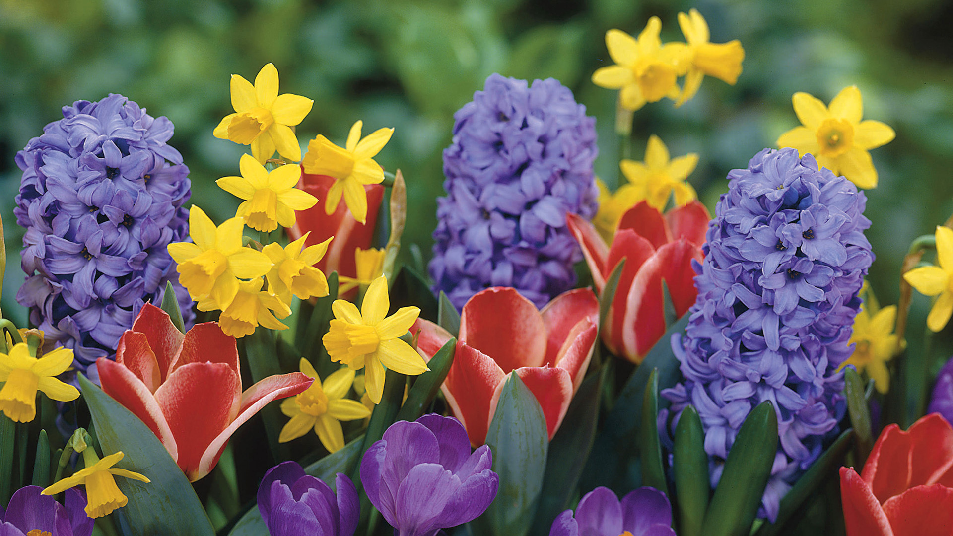 Descarga gratuita de fondo de pantalla para móvil de Flores, Flor, Tierra/naturaleza.