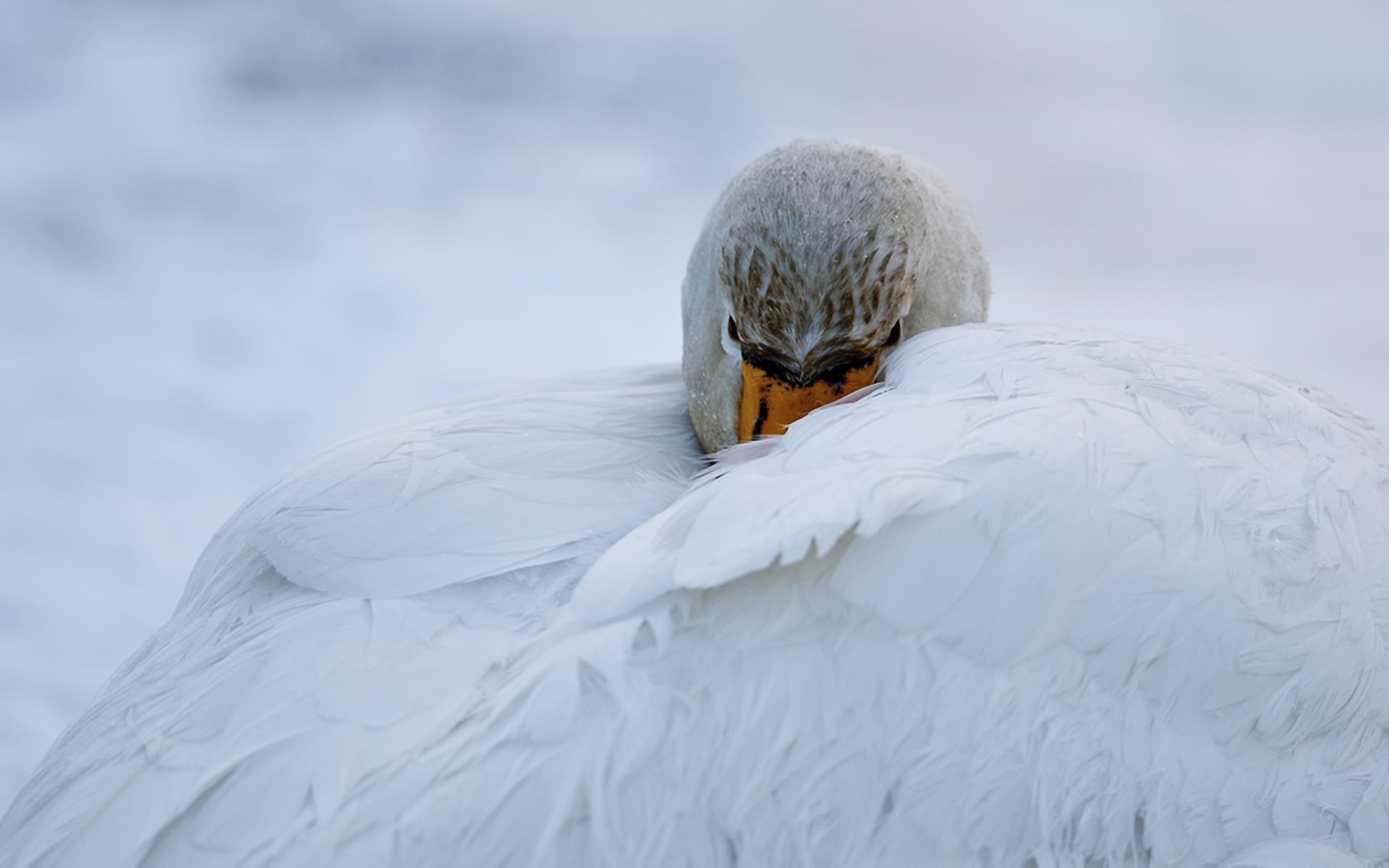 Descarga gratis la imagen Animales, Cisnes, Birds en el escritorio de tu PC
