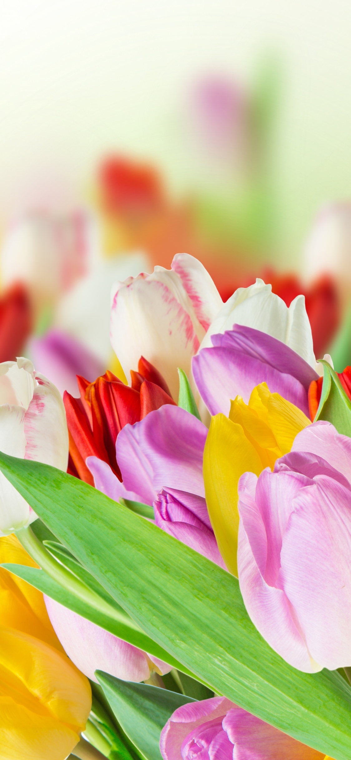 無料モバイル壁紙自然, フラワーズ, チューリップ, 花, 地球, カラフル, 春, 白い花, 紫色の花をダウンロードします。
