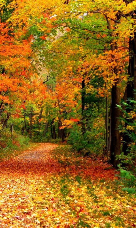 Download mobile wallpaper Forest, Tree, Leaf, Fall, Earth, Path for free.