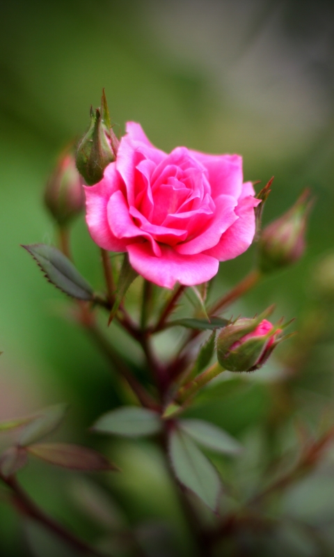 Download mobile wallpaper Nature, Flowers, Flower, Rose, Bud, Blur, Earth, Pink Rose, Depth Of Field for free.