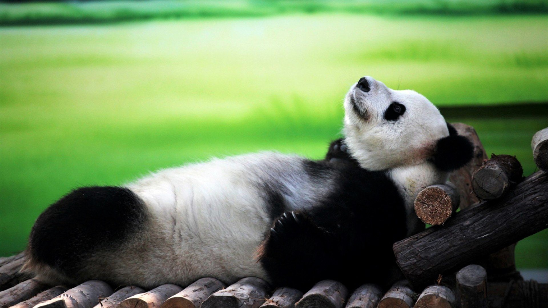 animal, panda, cute, lying down, relax