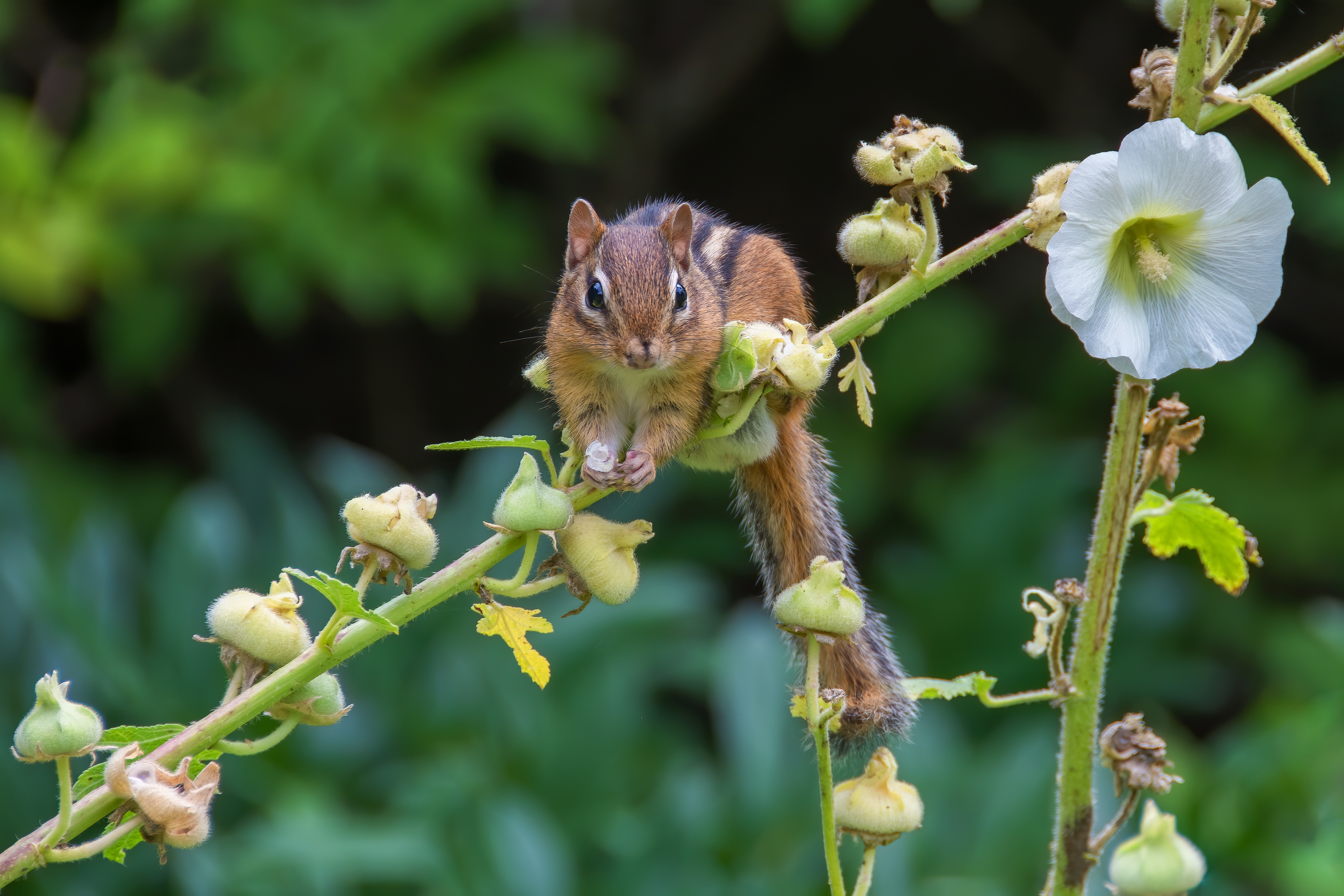 Download mobile wallpaper Flower, Animal, Rodent, Chipmunk for free.