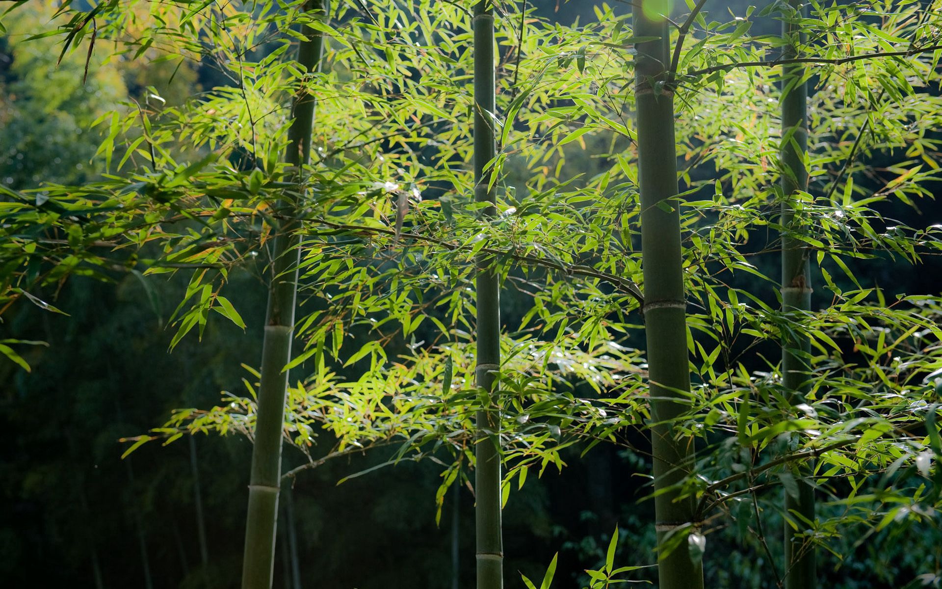 nature, forest, bamboo, calmness, tranquillity, stems