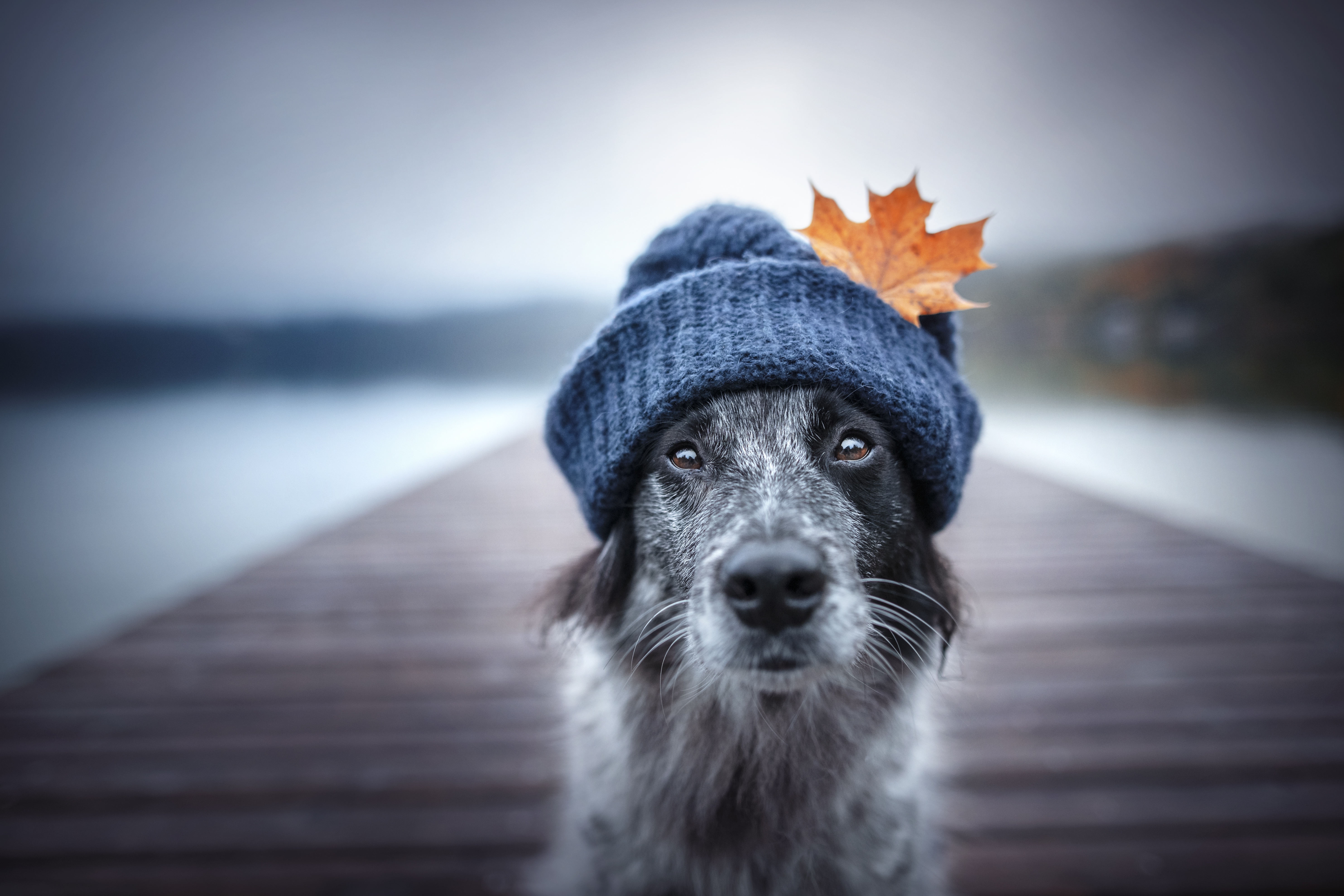 無料モバイル壁紙動物, 犬, 帽子, ボーダーコリーをダウンロードします。