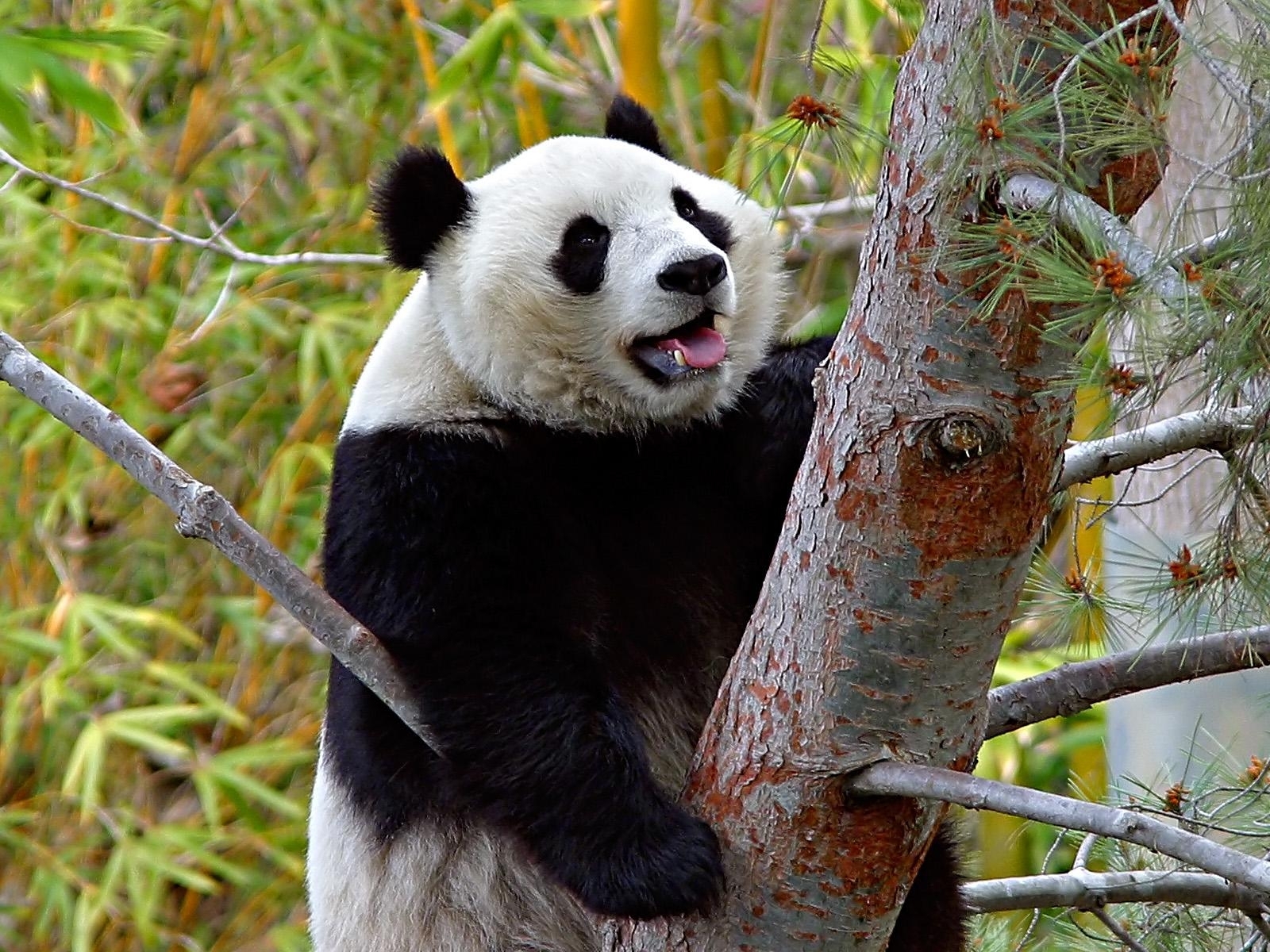 Download mobile wallpaper Animals, Bears, Pandas for free.