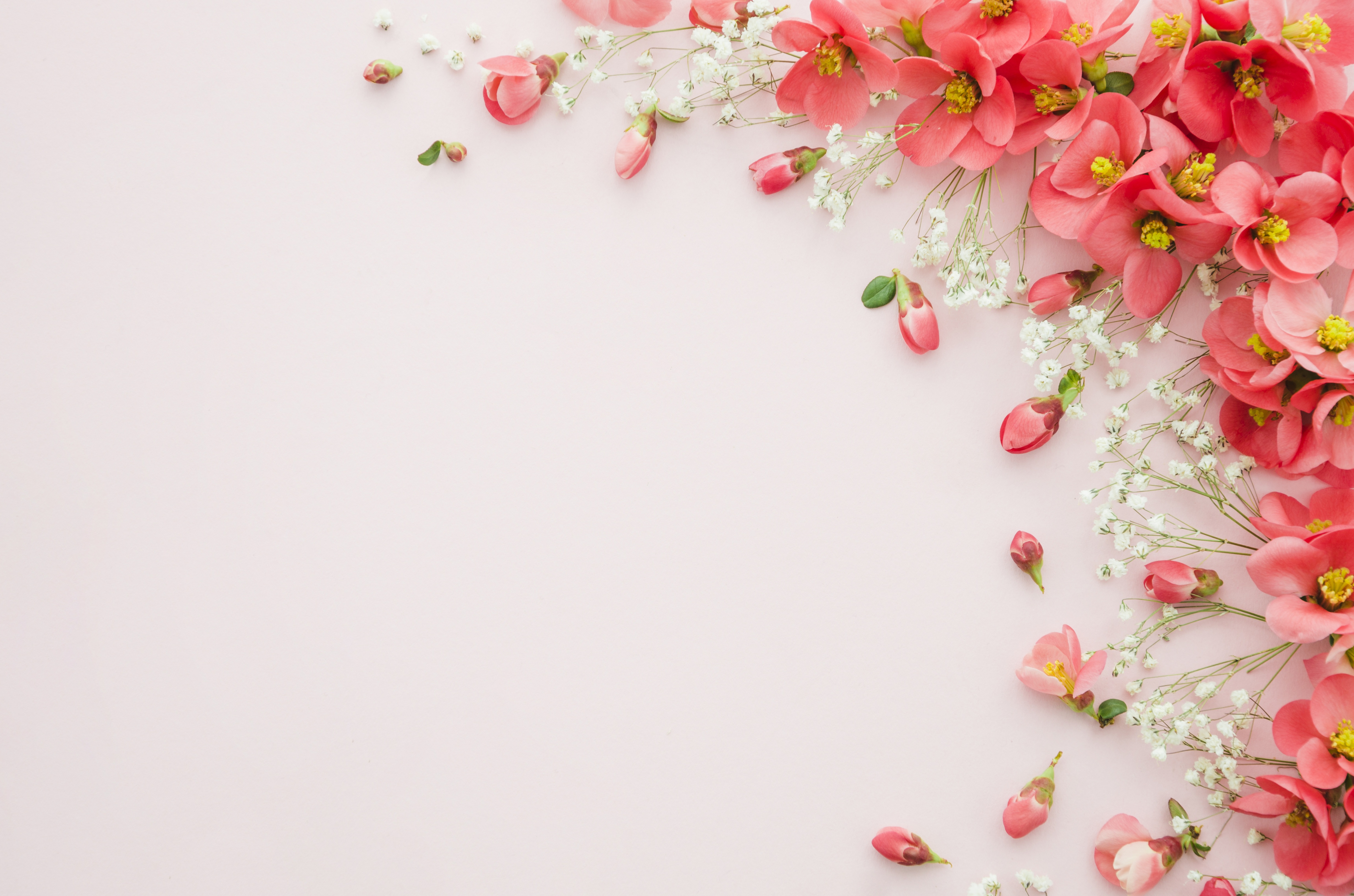 Handy-Wallpaper Blume, Menschengemacht, Pinke Blume, Stillleben kostenlos herunterladen.