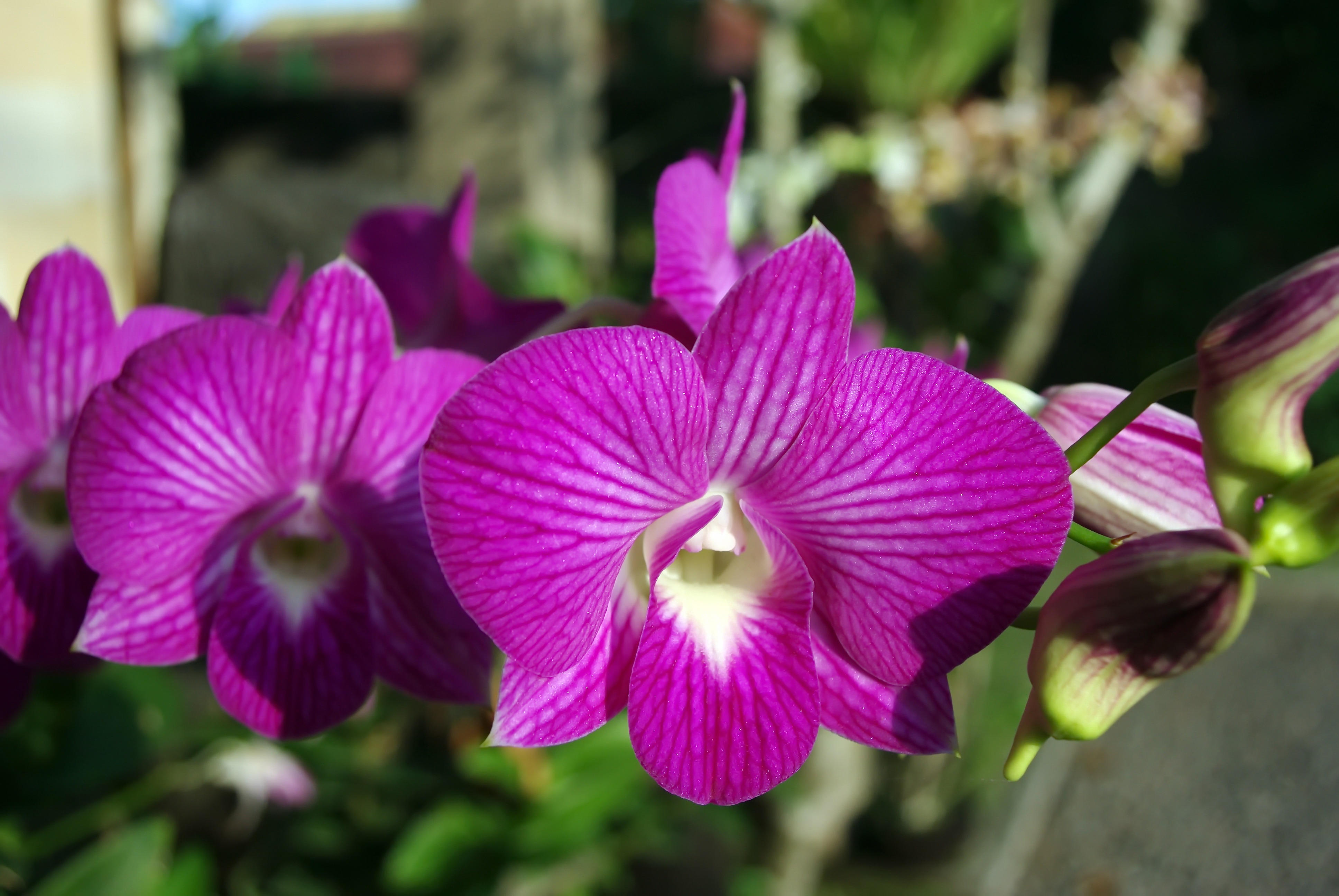 Descarga gratuita de fondo de pantalla para móvil de Naturaleza, Flores, Flor, Orquídea, Flor Purpura, Tierra/naturaleza.