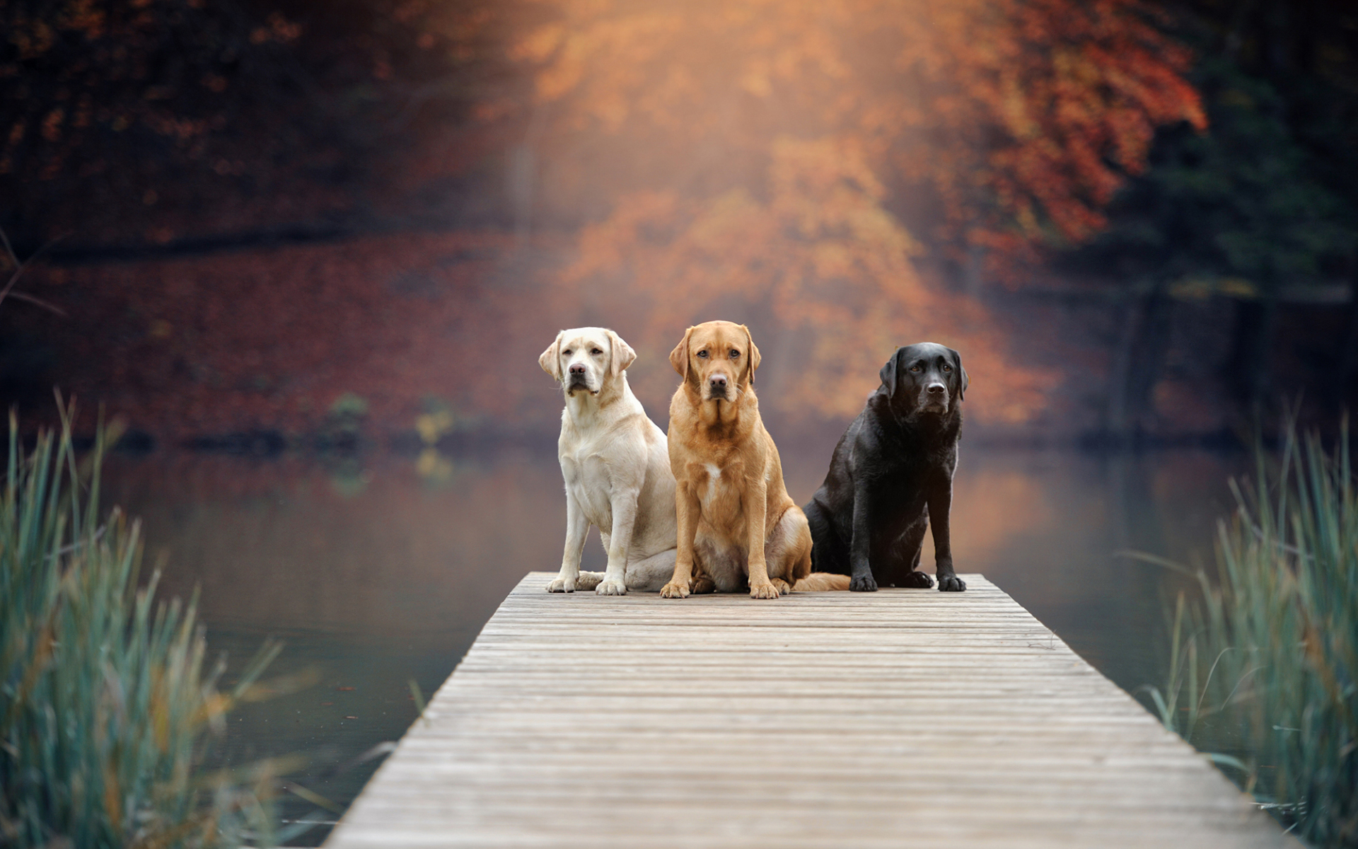 Laden Sie das Tiere, Hunde, Labrador Retriever-Bild kostenlos auf Ihren PC-Desktop herunter