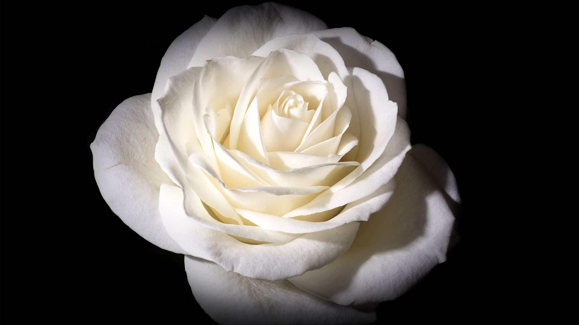 394654 скачать обои белый цветок, белая роза, земля/природа, роза, цветок, флауэрсы - заставки и картинки бесплатно