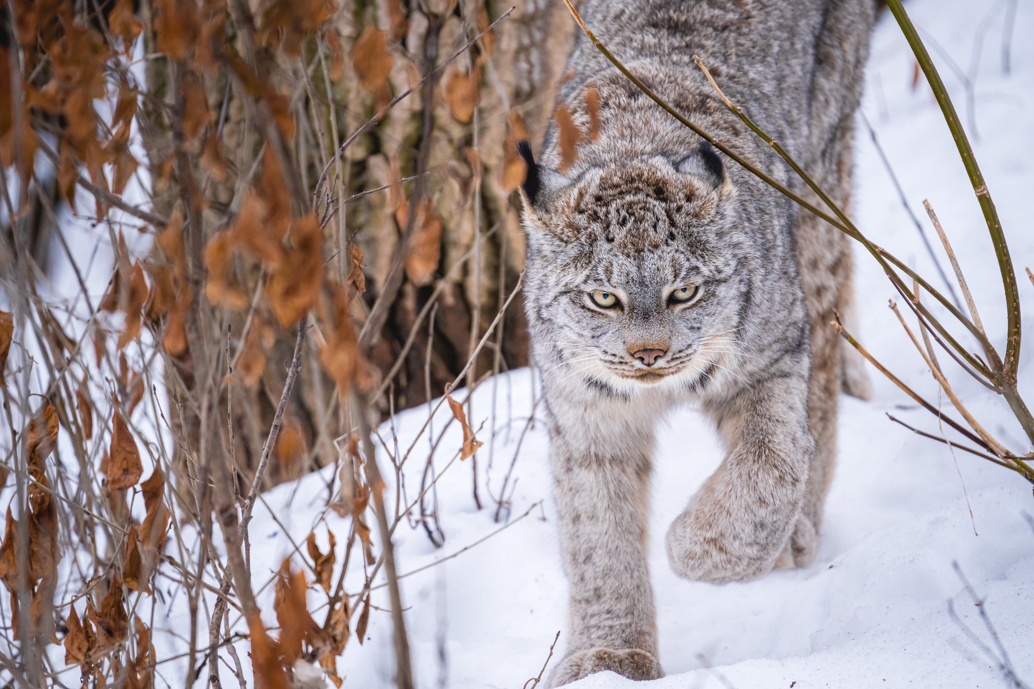 Download mobile wallpaper Winter, Cats, Snow, Animal, Lynx for free.