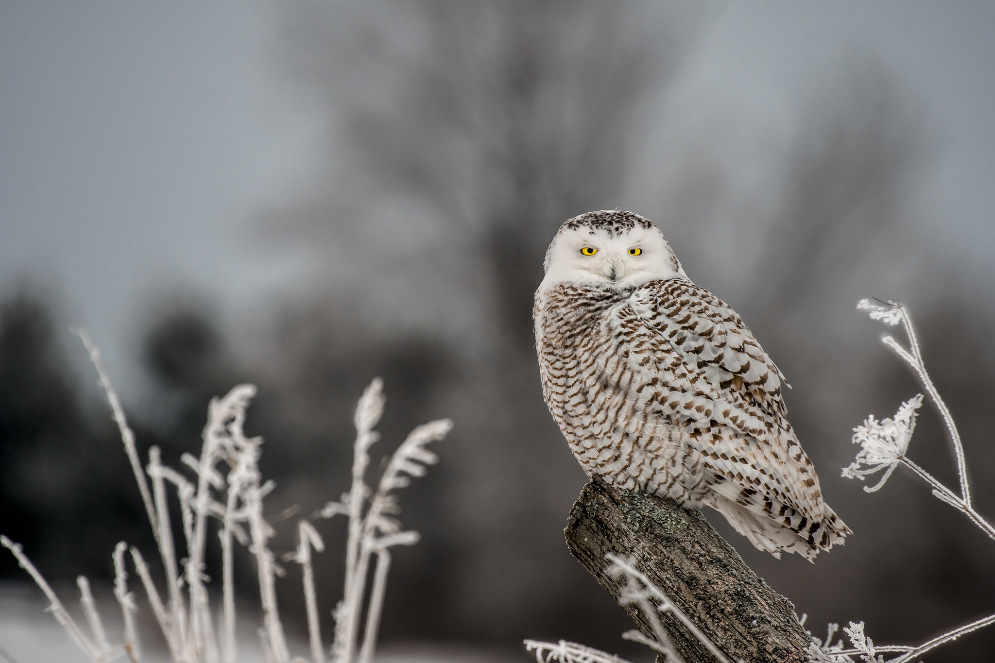 Download mobile wallpaper Birds, Owl, Bird, Animal, Snowy Owl, Depth Of Field for free.