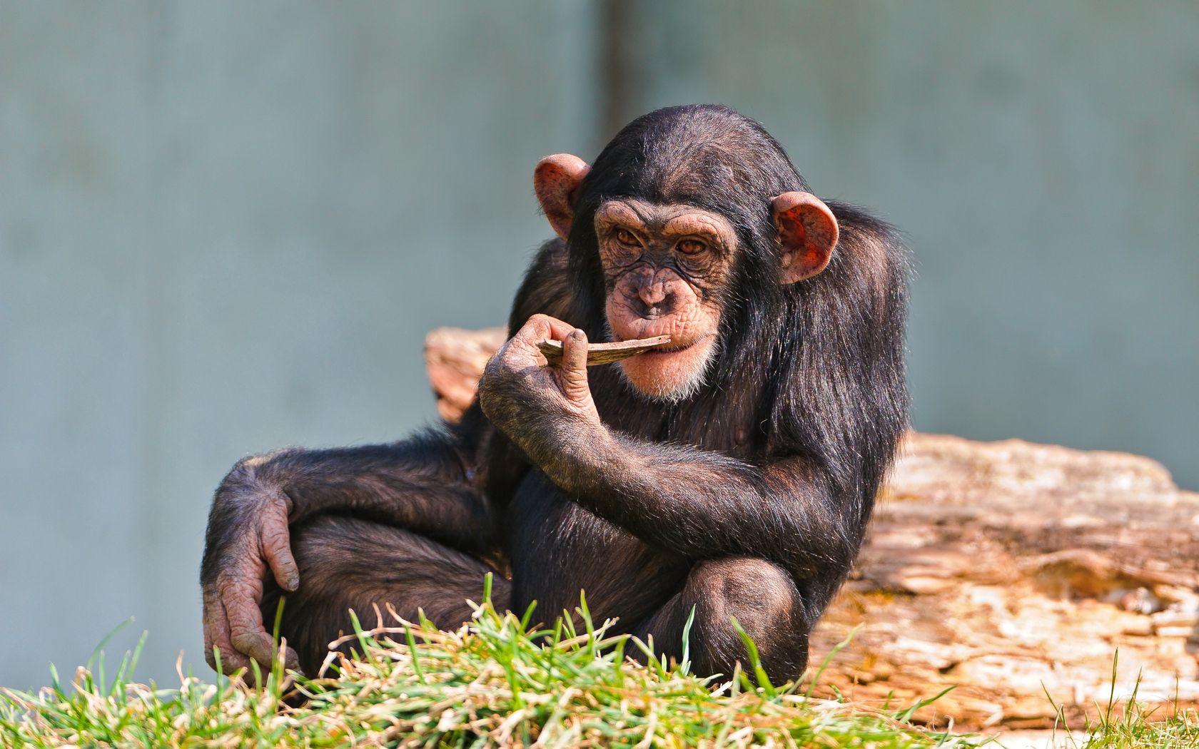 sit, animals, small, chimpanzee