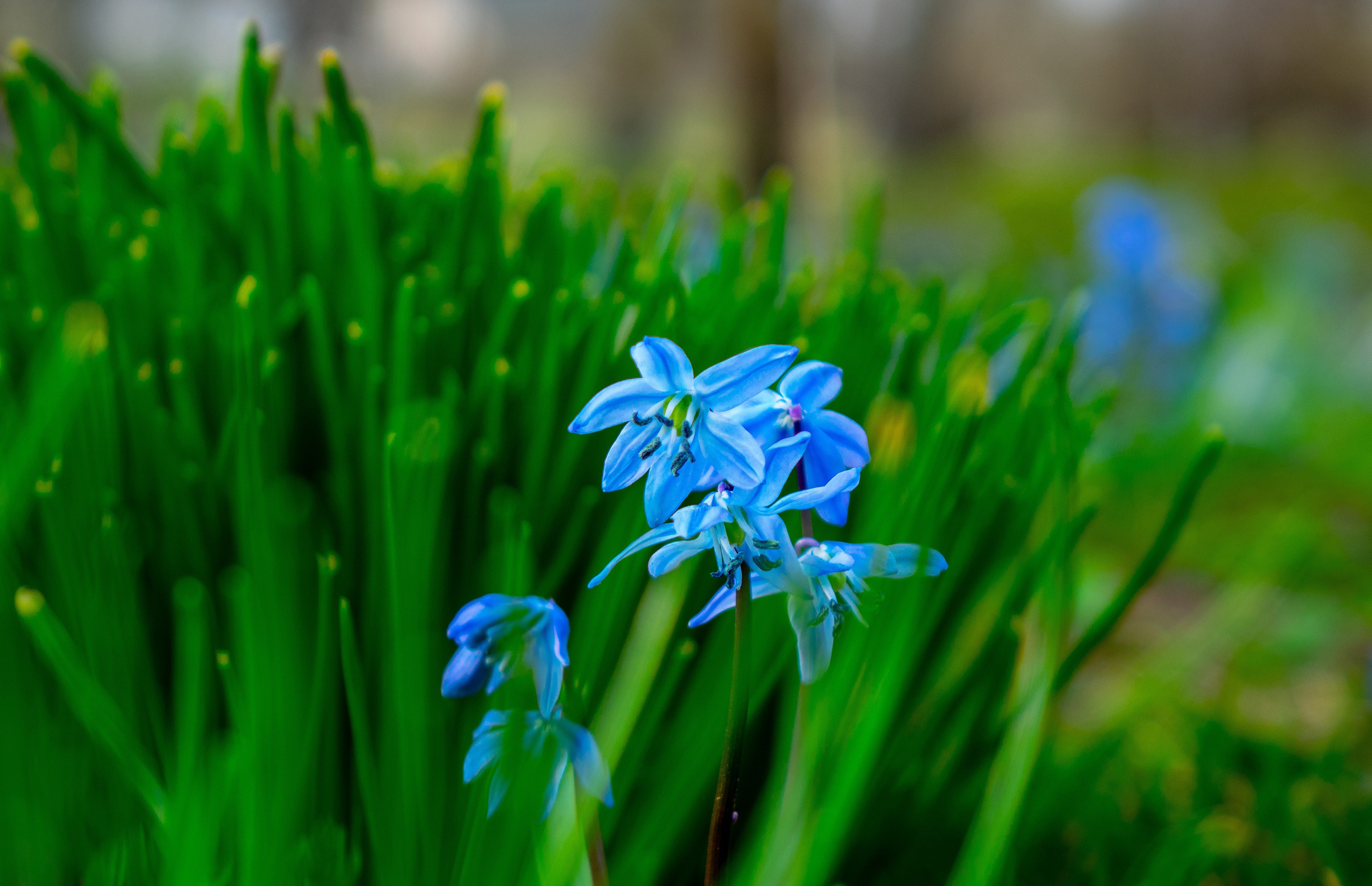 Laden Sie das Blumen, Blume, Verwischen, Frühling, Erde/natur, Blaue Blume, Glockenblume-Bild kostenlos auf Ihren PC-Desktop herunter