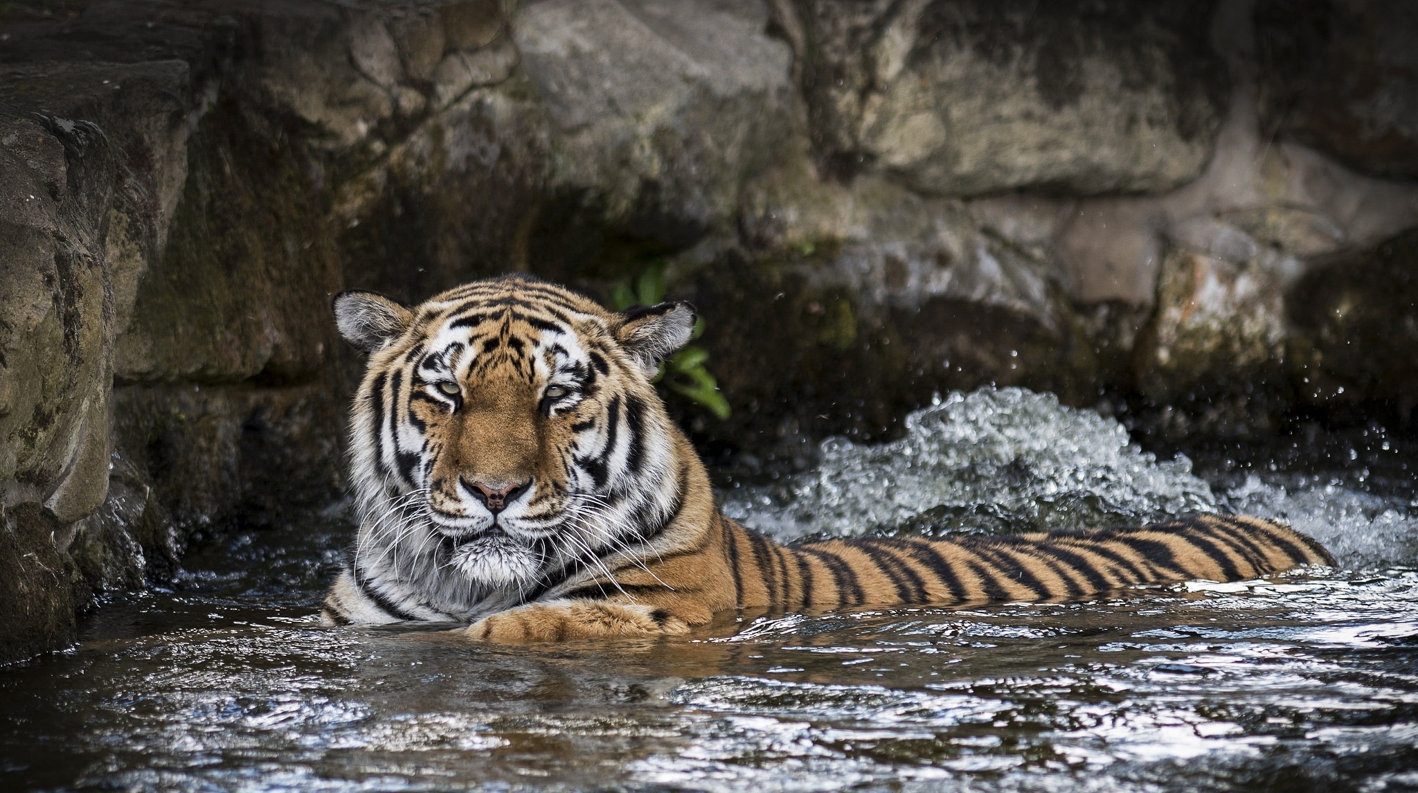 Laden Sie das Tiere, Katzen, Tiger-Bild kostenlos auf Ihren PC-Desktop herunter