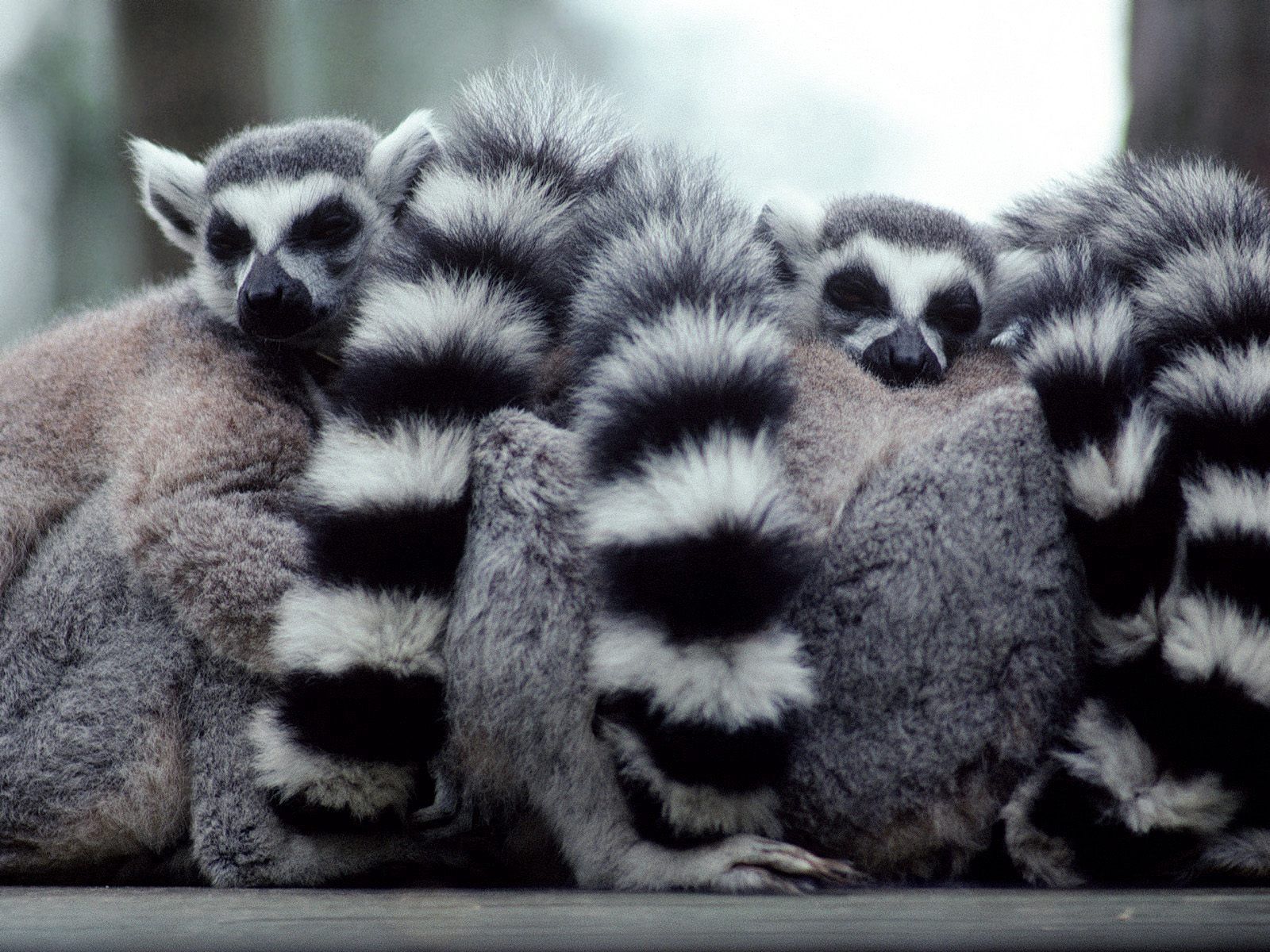 146442 Bild herunterladen tiere, lemuren, ausblenden, die familie, familie, schwanz - Hintergrundbilder und Bildschirmschoner kostenlos