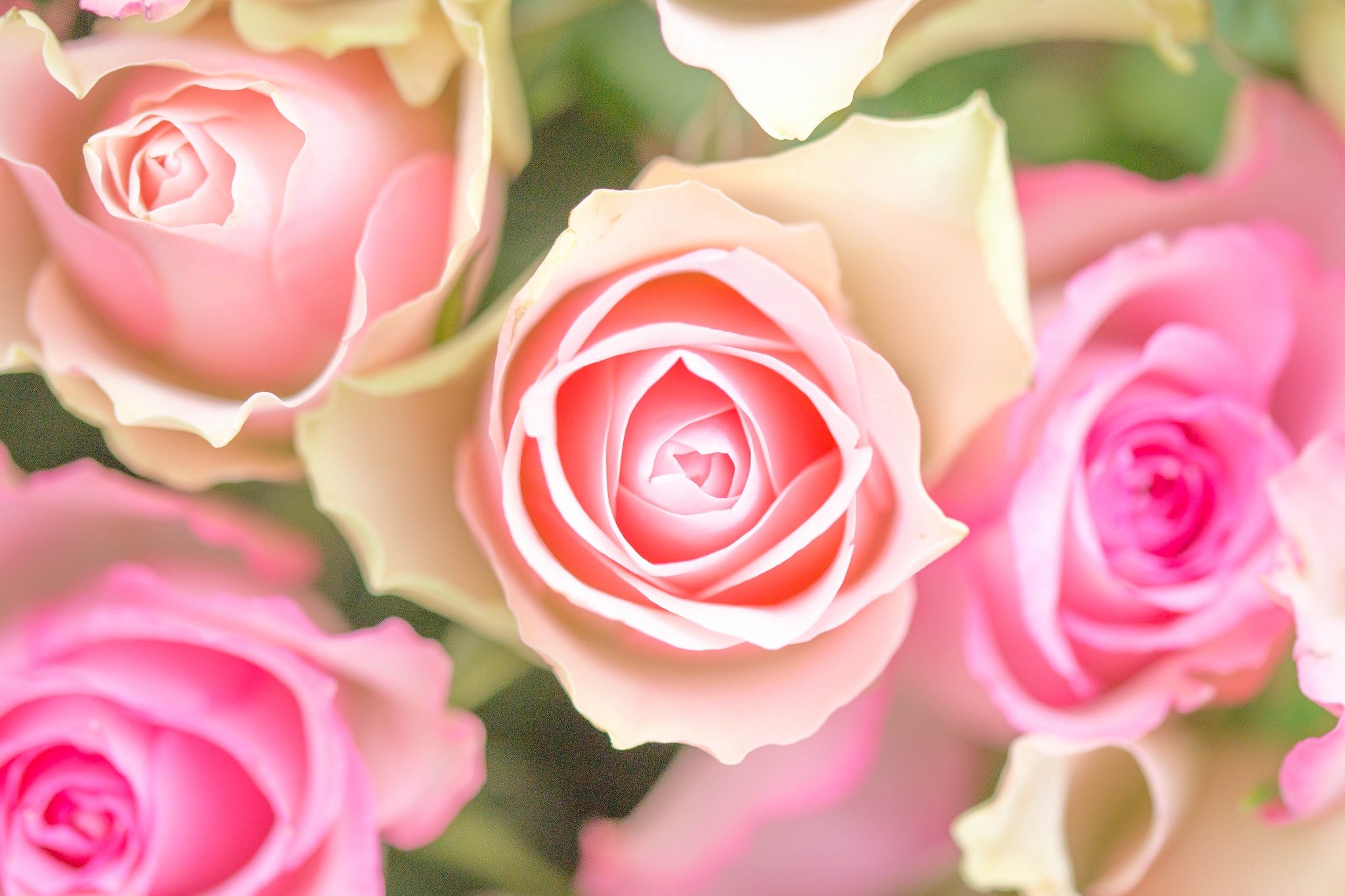 PCデスクトップに自然, フラワーズ, 花, 薔薇, 閉じる, 地球, ピンクの花画像を無料でダウンロード