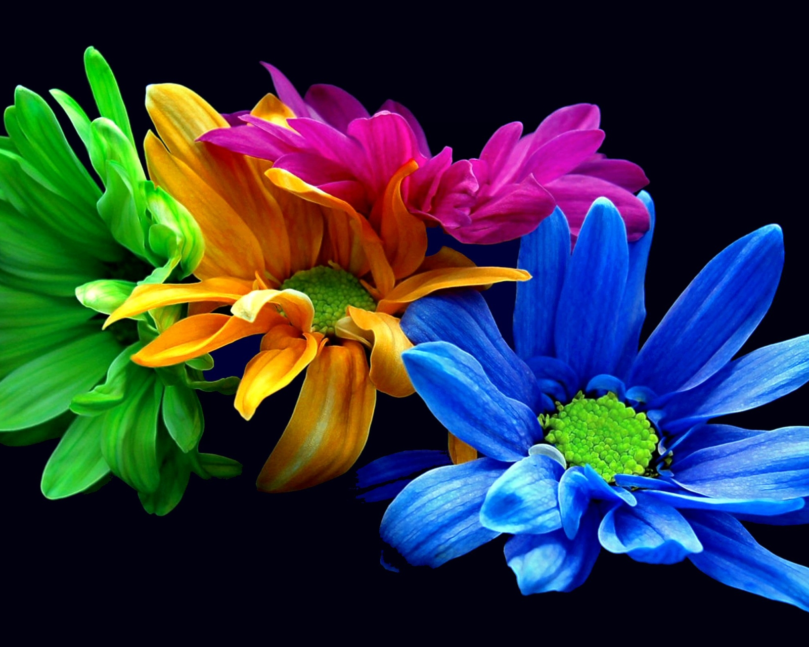 PCデスクトップにフラワーズ, 花, 地球, カラフル, 花弁, 黄色い花, 青い花, 紫色の花画像を無料でダウンロード