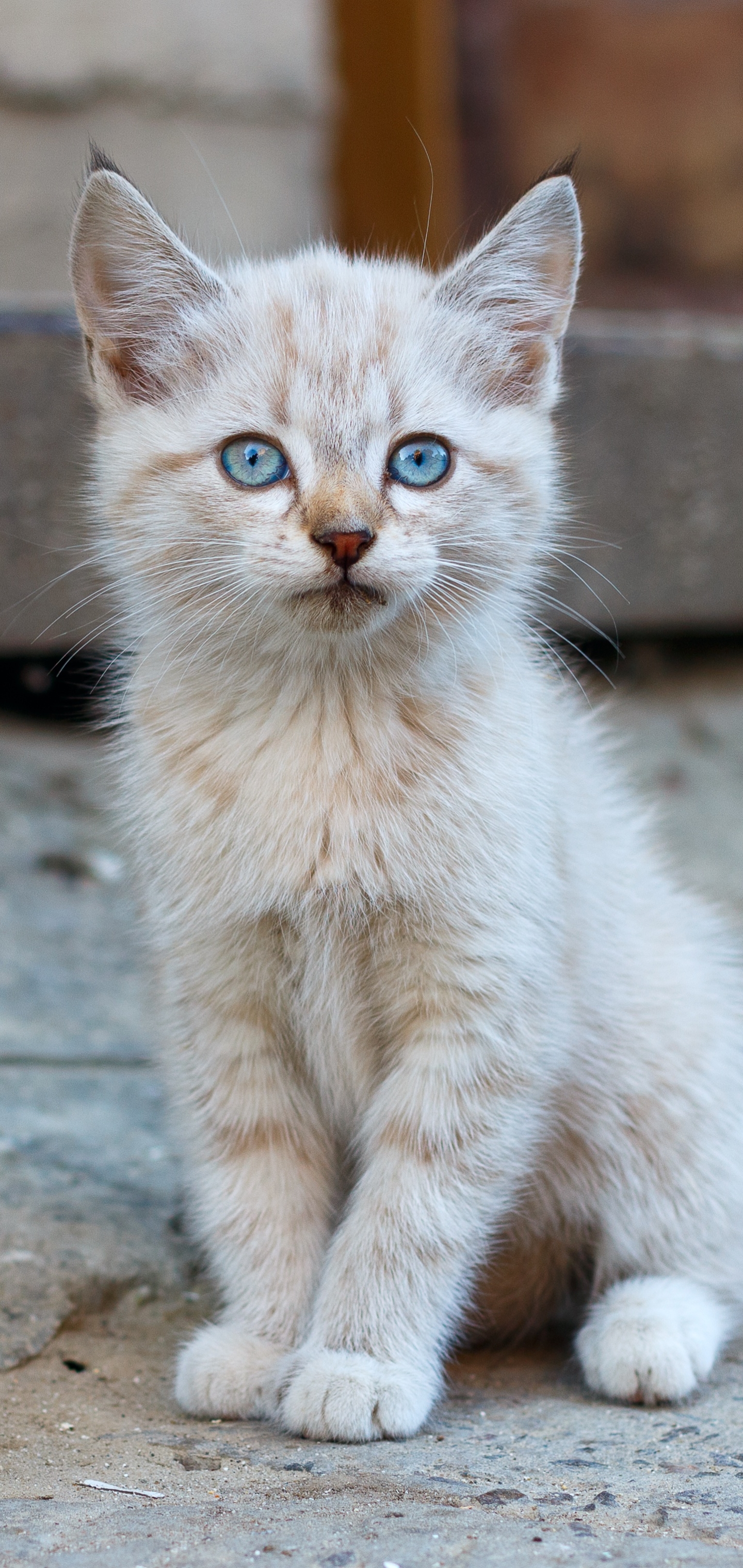 Laden Sie das Tiere, Katzen, Katze, Kätzchen, Tierbaby-Bild kostenlos auf Ihren PC-Desktop herunter