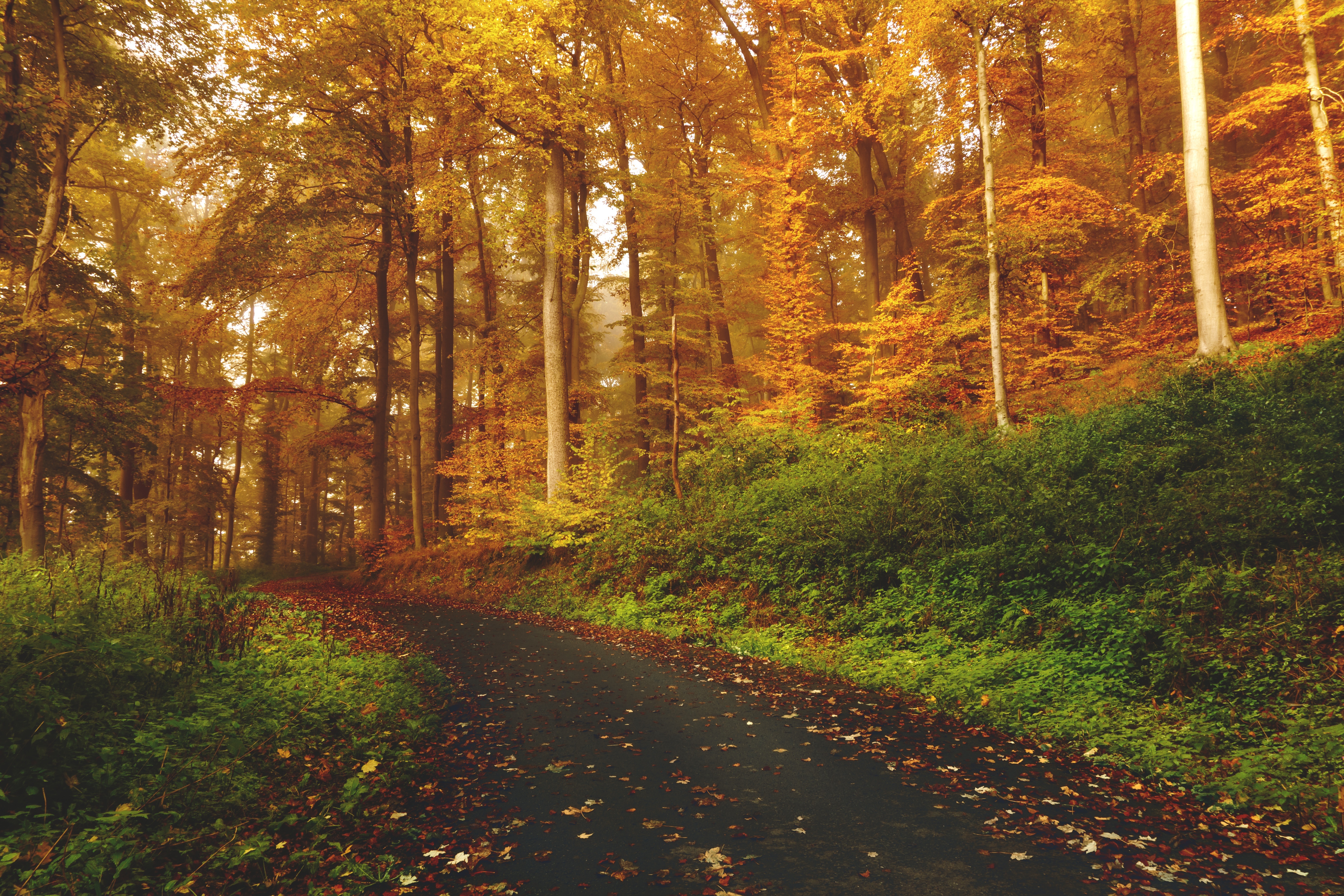 Free download wallpaper Path, Trees, Autumn, Forest, Nature on your PC desktop