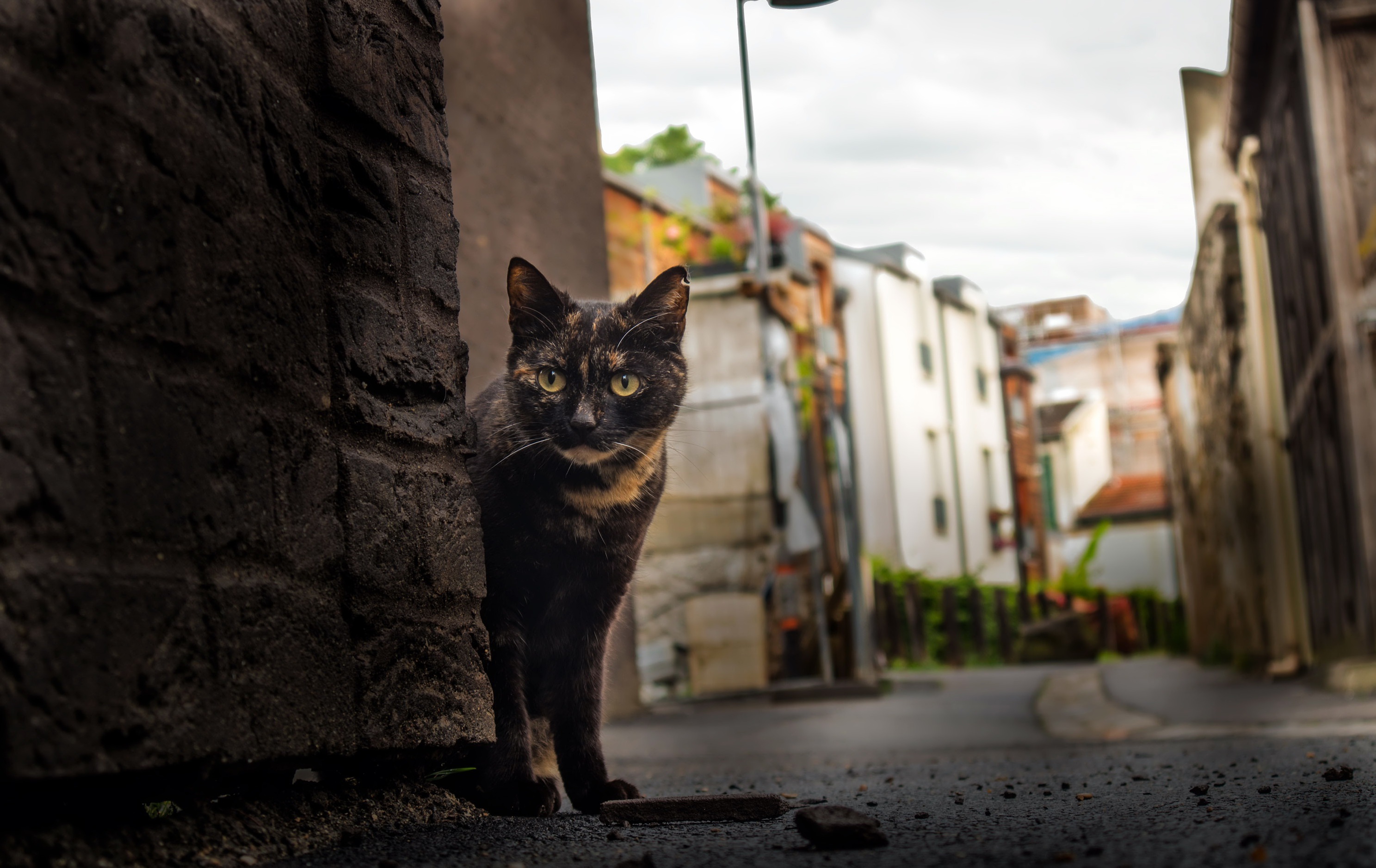 Laden Sie das Tiere, Katzen, Katze, Tiefenschärfe-Bild kostenlos auf Ihren PC-Desktop herunter