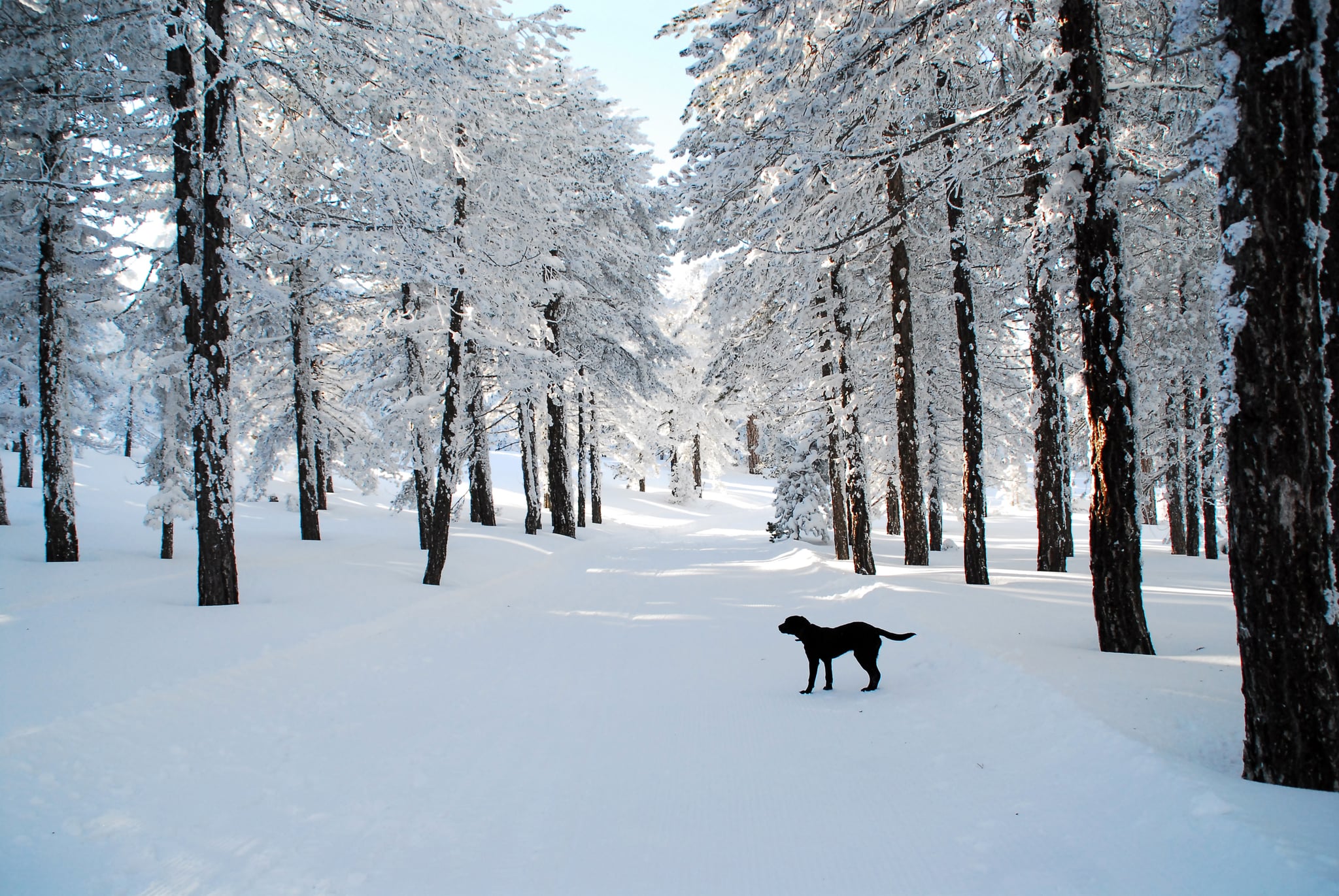 Laden Sie das Winter, Schnee, Baum, Erde, Fotografie, Innerortsstraße-Bild kostenlos auf Ihren PC-Desktop herunter
