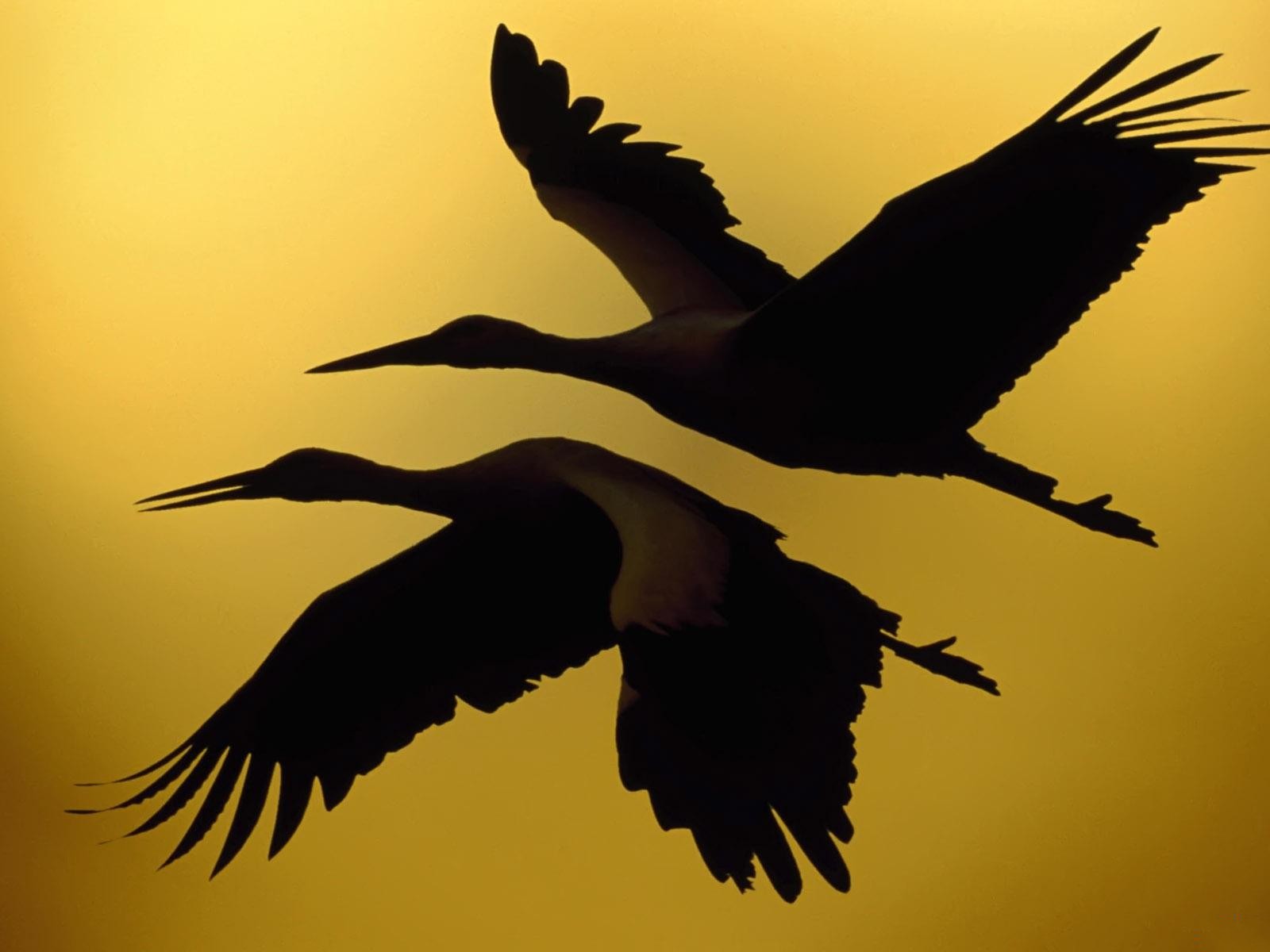 Téléchargez des papiers peints mobile Oiseau, Des Oiseaux, Animaux gratuitement.