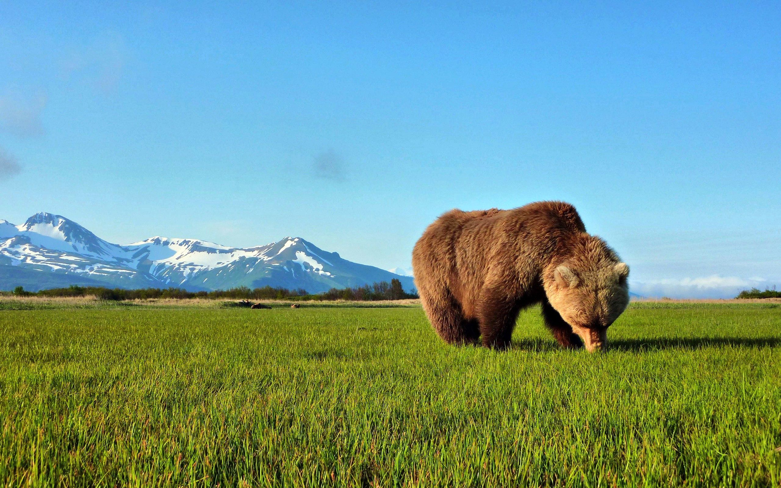 Free download wallpaper Animals, Grass, Bear, Stroll, Brown on your PC desktop