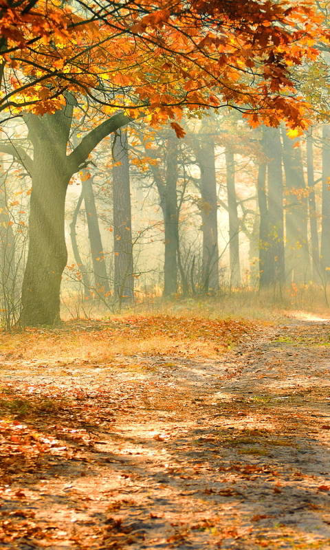 Download mobile wallpaper Nature, Forest, Tree, Fall, Earth, Path, Sunbeam for free.