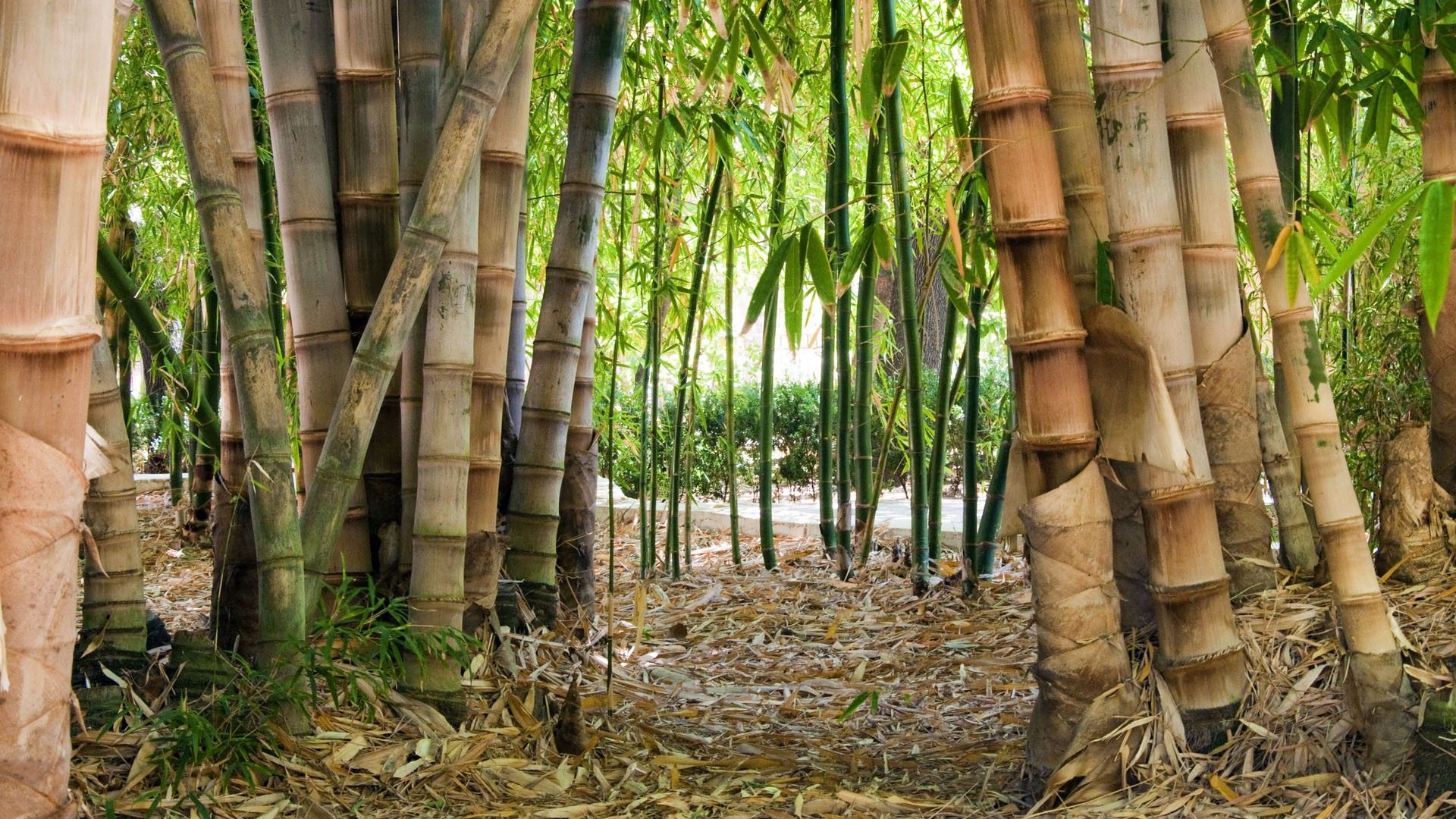 Handy-Wallpaper Bambus, Erde/natur kostenlos herunterladen.