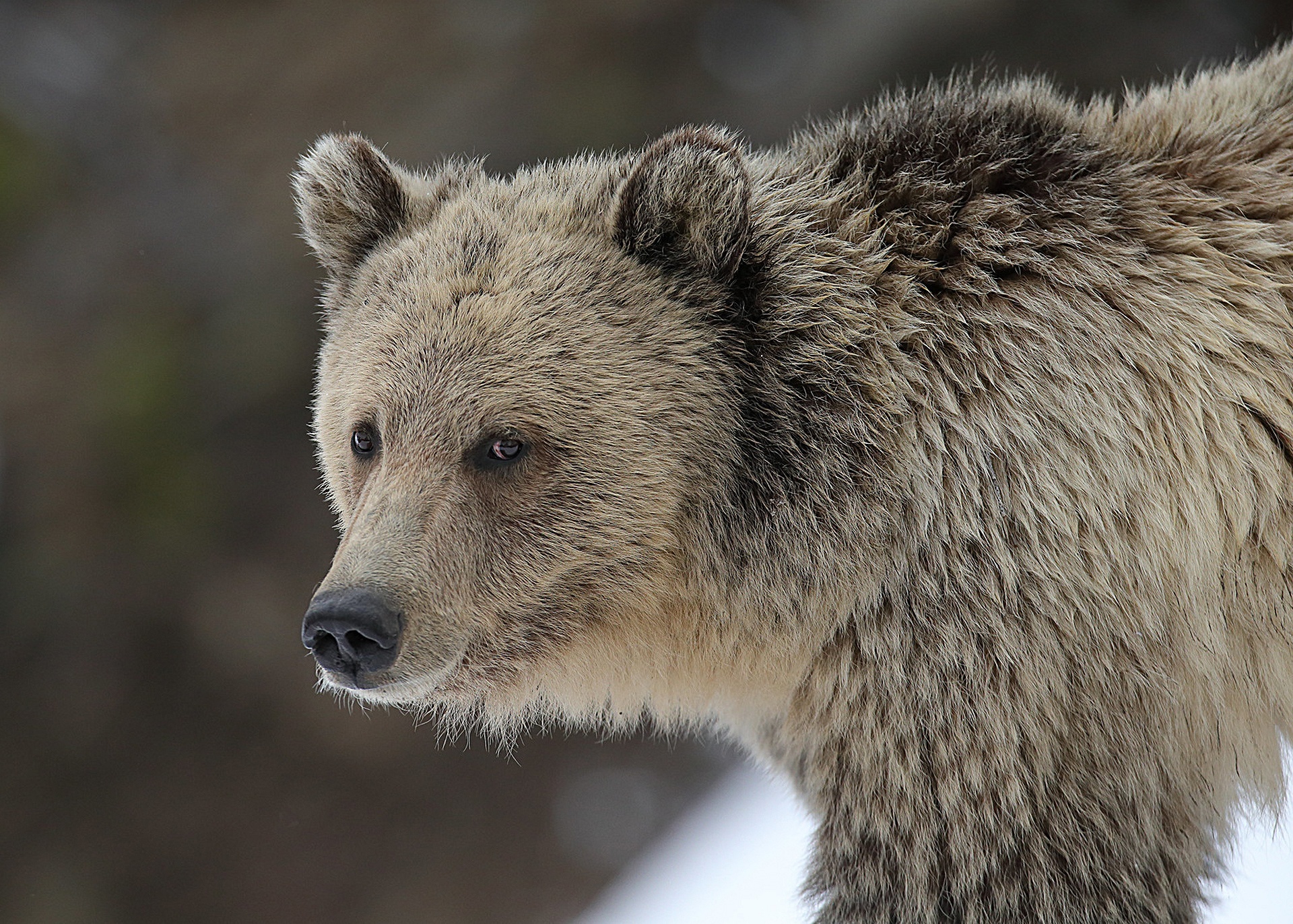 493760 Hintergrundbild herunterladen tiere, grizzlybär, grizzly, bären - Bildschirmschoner und Bilder kostenlos