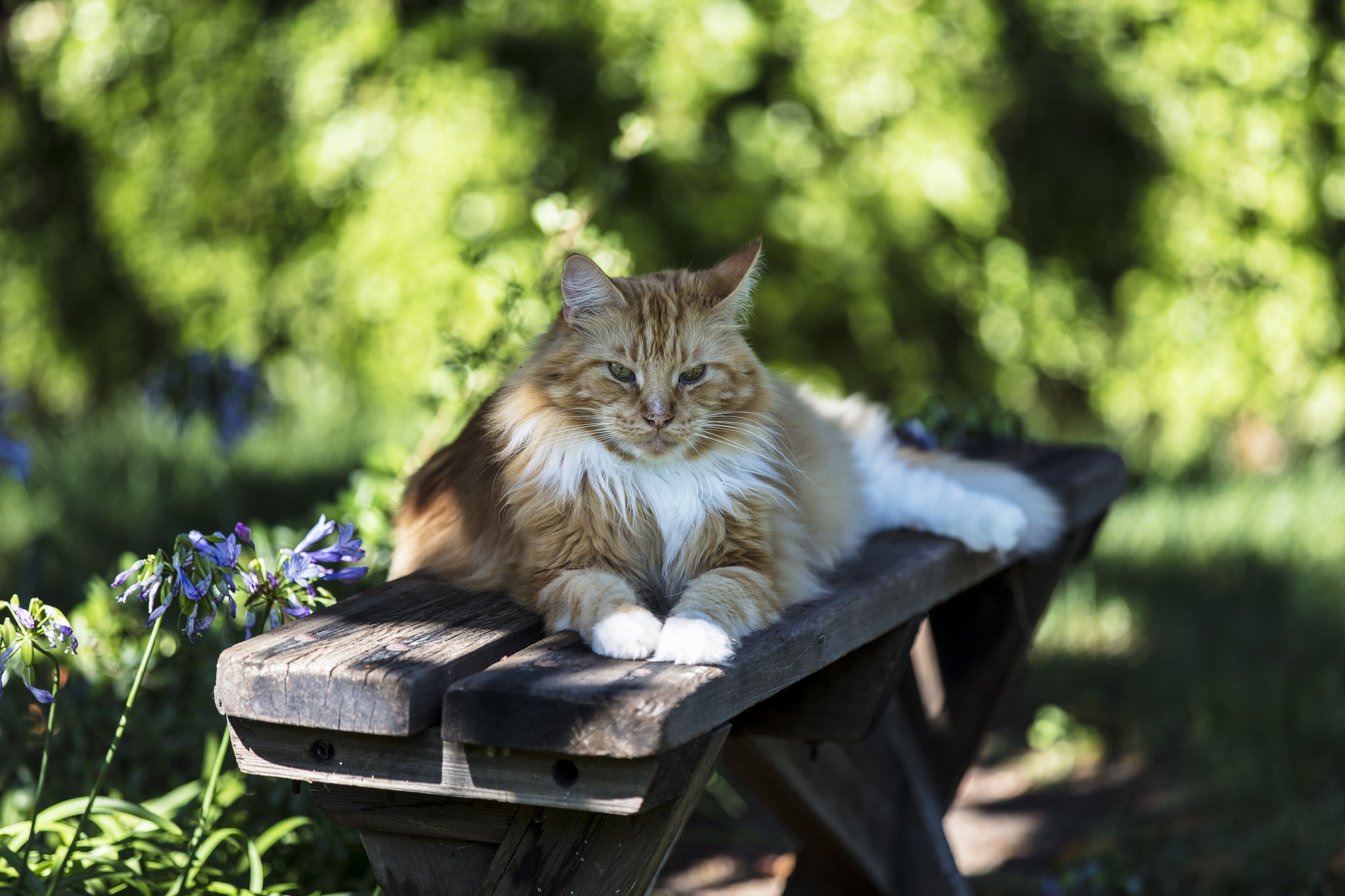 Handy-Wallpaper Tiere, Katzen, Katze, Tiefenschärfe kostenlos herunterladen.