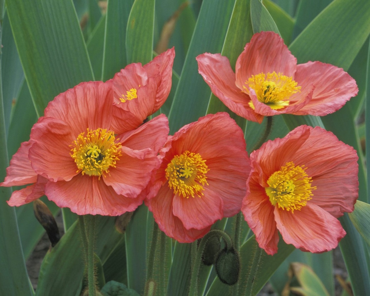 Descarga gratis la imagen Flor, Tierra/naturaleza en el escritorio de tu PC