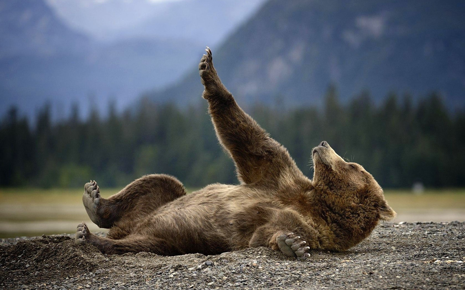 Скачать обои бесплатно Животные, Медведи, Медведь, Милые картинка на рабочий стол ПК