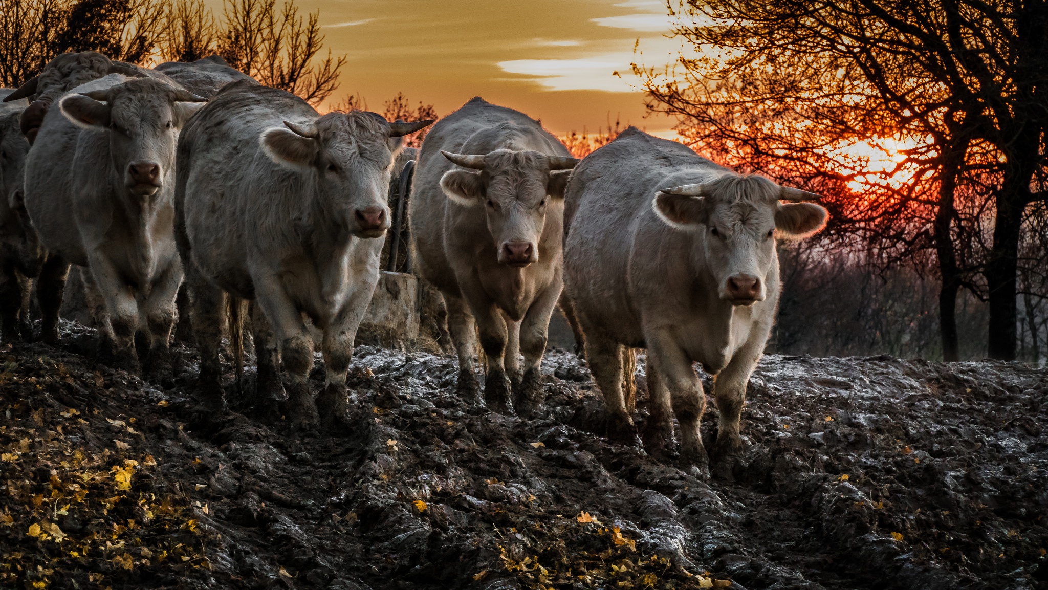 Téléchargez des papiers peints mobile Animaux, Vache gratuitement.