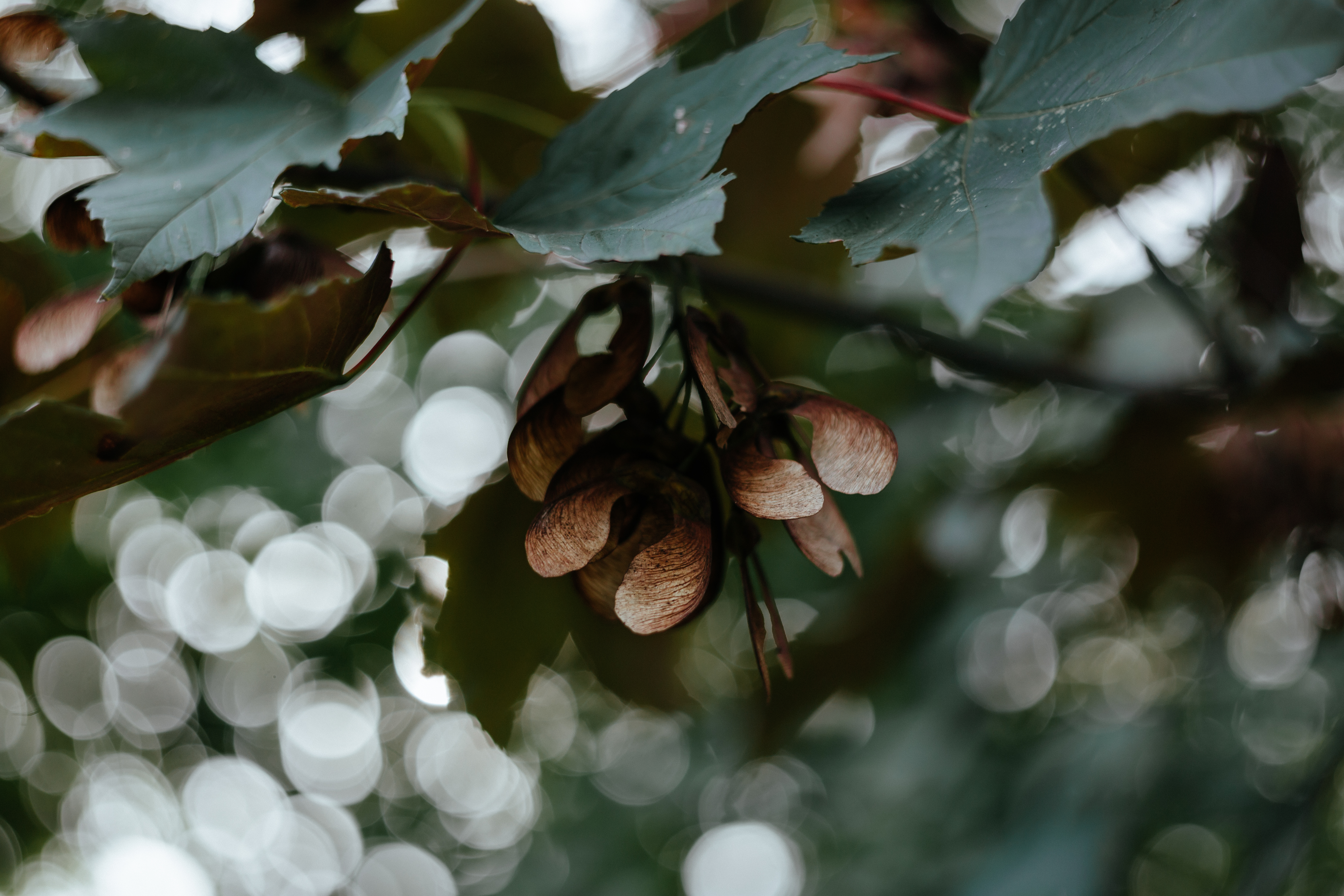leaves, macro, blur, smooth, branches, bokeh, boquet, maple, seeds, seed